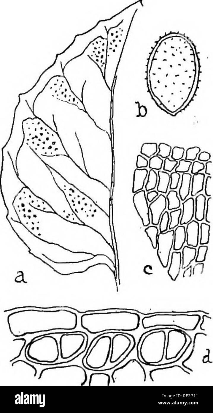 . The British rust fungi (Uredinales) their biology and classification. Rust fungi. PUCCINIASTRUM 365 Fig. 272. P. Agrimoniae. Uredospores. spores shortly ellipsoid or obovate, echinulate, orange, 18—21 x 14 ya; epispore rather thick, with indistinct germ-pores. [Teleutospores. Sori similar, but indefinite, clear-brown; spores subepidermal, extracellular, cuneate, smooth, each divided into four cells by two longitudinal walls at right angles to one another, 30 x 21—30/*.] On Agrimonia Eupatoria. Uredospores common, July— September; teleutospores, very rare everywhere, not yet found in Britain. Stock Photo
