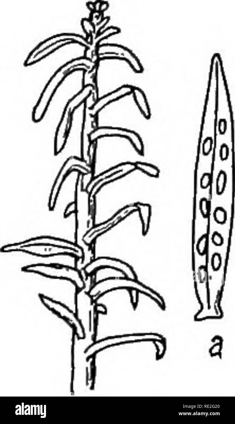 . The British rust fungi (Uredinales) their biology and classification. Rust fungi. MELAMPSORELLA 361. Fig. 269. M. Caryo- phyllaceavum. Peri- dermium elatinuvi, on A. pectinata (slightly reduced) ; a, a leaf, x 10. Jfdampsora Cerastii Wint. Pilze, p. 242 (1881). Plowr. Ured. p. 247. Mdampsorella Cerastii Schrot. Flor. Schles. p. 366 (1887). Saoc. Syll vii. 596. M. elatina Arthur, N. Amer. Fl. vii. 111. Spermogones. Epiphyllous, scattered, conical, honey-coloured. JEcidiospores. ^Ecidia hypophyllous, arranged in an irregu- lar row on each side of the mid-rib, erumpent, shortly cylindrical, rou Stock Photo