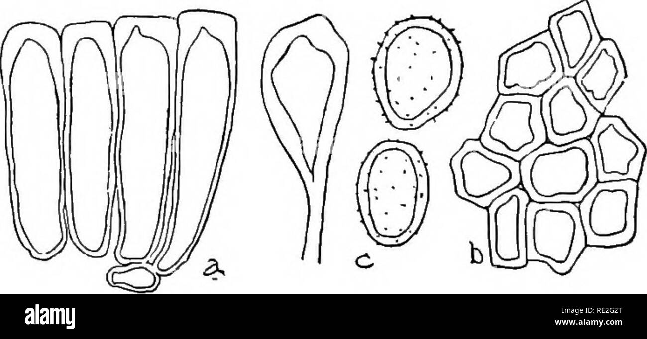 . The British rust fungi (Uredinales) their biology and classification. Rust fungi. 356 MELAMPSORA Lecythea Lini Berk. ; Cooke, Handb. p. 532 ; Micr. Fung. p. 222, pi. 8, f. 165—7. Melampsora Lini Desm. PI. Crypt, no. 2049. Plowr. Ured. p. 237. Sacc. Syll. vii. 588. Fischer, Ured. Sohweiz, p. 507. McAlpine, Rusts of Australia, p. 192, f. 236 and pi. I, f. 36. Spermogones) g^^ ^^^^^^ JEcidiospores ] Uredospores. Sori amphigenous and on the stems, small, scattered, roundish or oblong, flatly pulvinate, subepidermal, (?at first covered by a parenchymatous peridium, Fischer), orange; spores roundi Stock Photo