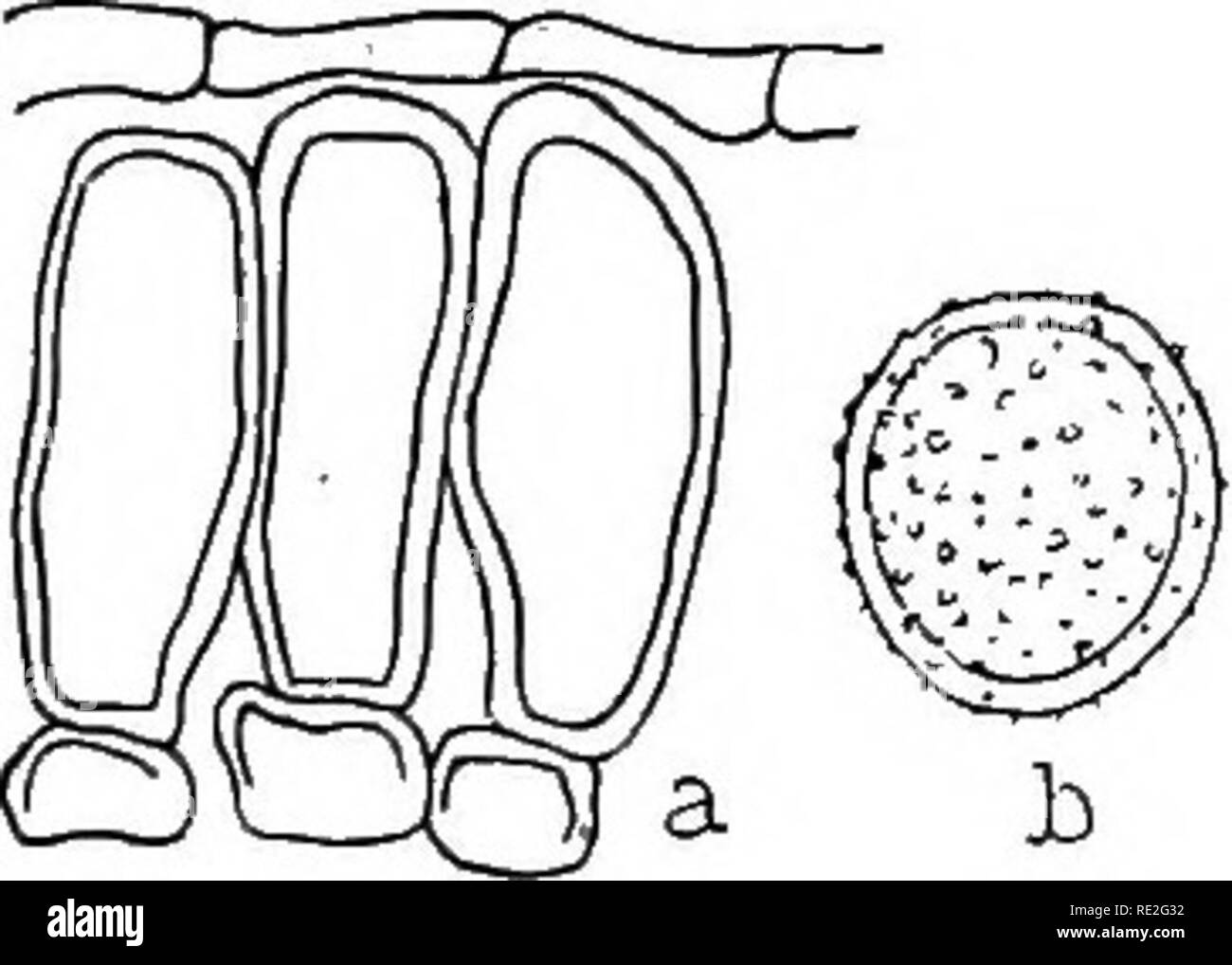 . The British rust fungi (Uredinales) their biology and classification. Rust fungi. MELAMPSORA 355 -28 X 10—18 fi;. Fig. 265. M. Hypericorum. a, teleutospores, under the epidermis; 6, soidiospore, without paraphyses. On H. Androsaemum. chains, ellipsoid to polygonal or subclavate, 18 epispore colourless, about 2 /a thick, rather densely verruculose, with no perceptible germ-pores; no para- physes. Teleutospores. Sori hypophyllous, subepidermal, small, roundish, red- dish-brown, then dark-brown; spores prismatic, more or less rounded above, pale-brown, 28—40 x 10—17/a; epi- spore thickened (up  Stock Photo