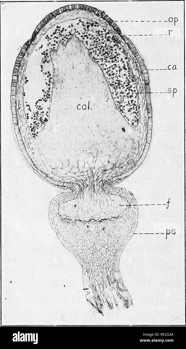 . Fundamentals of botany. Botany. 200 STRUCTURE AND £lFE HISTORIES of the developing embryo become organized into a large globular spore-case, containing a thick central column (columella), surrounded by a dome of spores, and, out- side of all, the wall of the sporangium. As the spore-case. Fig. 145.—Sphagnum Sp. Photomicrograph of a longitudinal section through a sporogonium and portion of the pseudopodium. op, operculum; r, annulus; ca, wall of capsule; sp, spores; col, columella;/, foot; ps, pseu- dopodium. enlarges the wall of the archegonium is ruptured and the top portion of it is carrie Stock Photo
