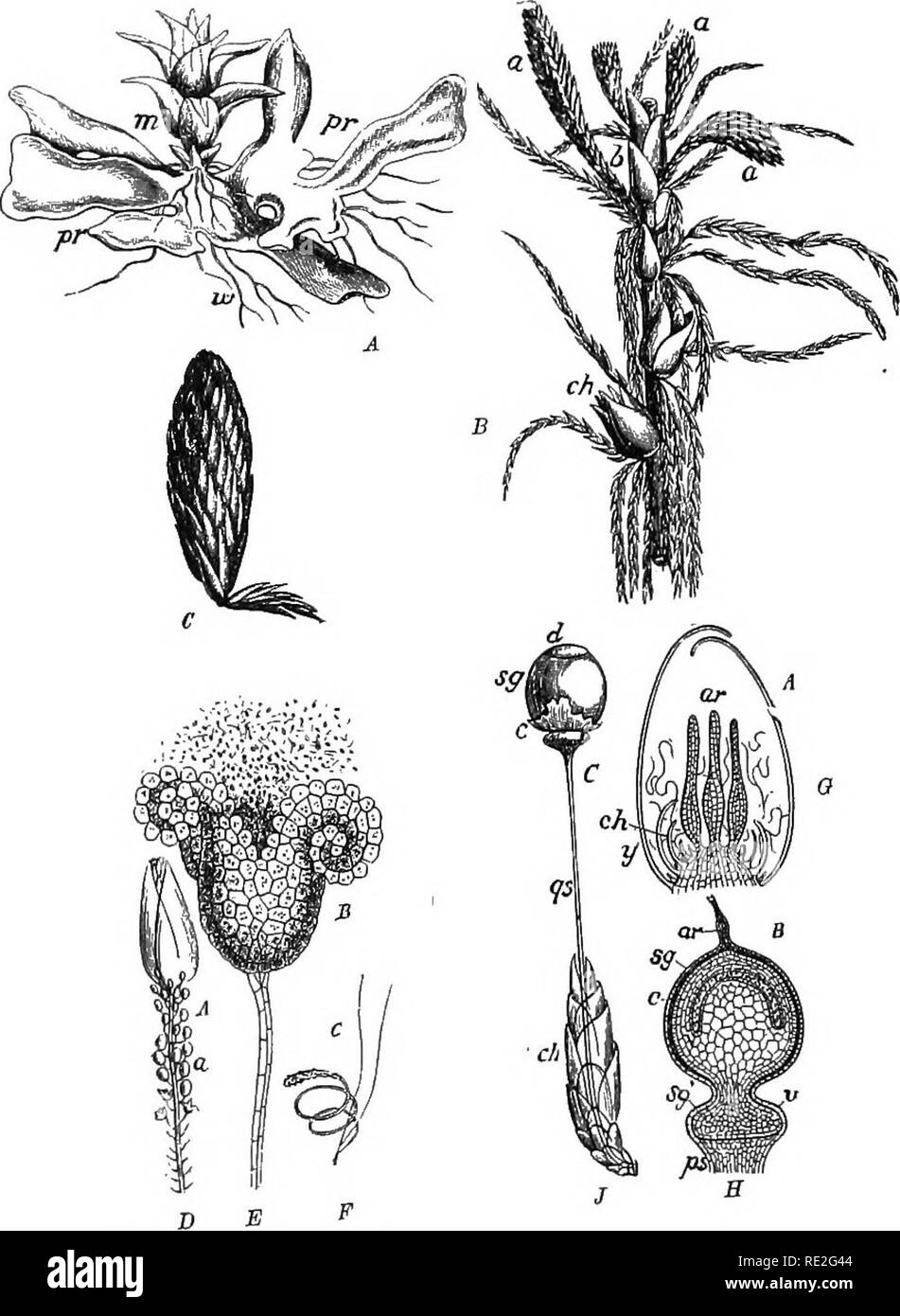 . Fundamentals of botany. Botany. 198 STRUCTURE AND LIFE HISTORIES. Fig. 143.—Sphagnum acutifolium, Ehrb. A, prothallus ipr), with a young leafy branch just developing from it; B, portion of a leafy plant; a, male cones; ch, female branches; C, male branch or cone, enlarged with a portion of the vegetative branch adhering to its base; D, the same, with a portion of the leaves removed so as to disclose the antheridia; E, an- theridium discharging spores; F, a single sperm; G, longitudinal section of a female branch, showing the archegonia {ar); H, longitudinal section through a sporogonium; sg^ Stock Photo