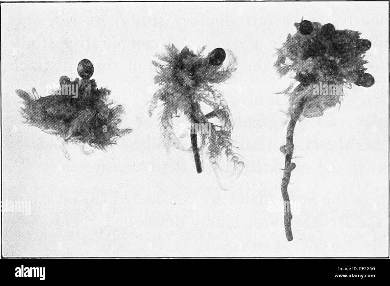 . Fundamentals of botany. Botany. 194 STRUCTURE AND LIFE HISTORIES ness from four cells in the main stem, to one or two cells in the smaller branches. The leaves are only one cell thick, and are densely crowded on the stem, having, at maturity, what is known as the two-fifths arrangement; that is, if one starts with a given leaf and follows upward in a spiral around the stem, he will pass five leaves before he comes to one vertically above that with which he started,. Fig. 139.—Sphagnum Sp. Upper portions of leafy plants, showing sporogonia. and in doing this he will have passed twice around t Stock Photo