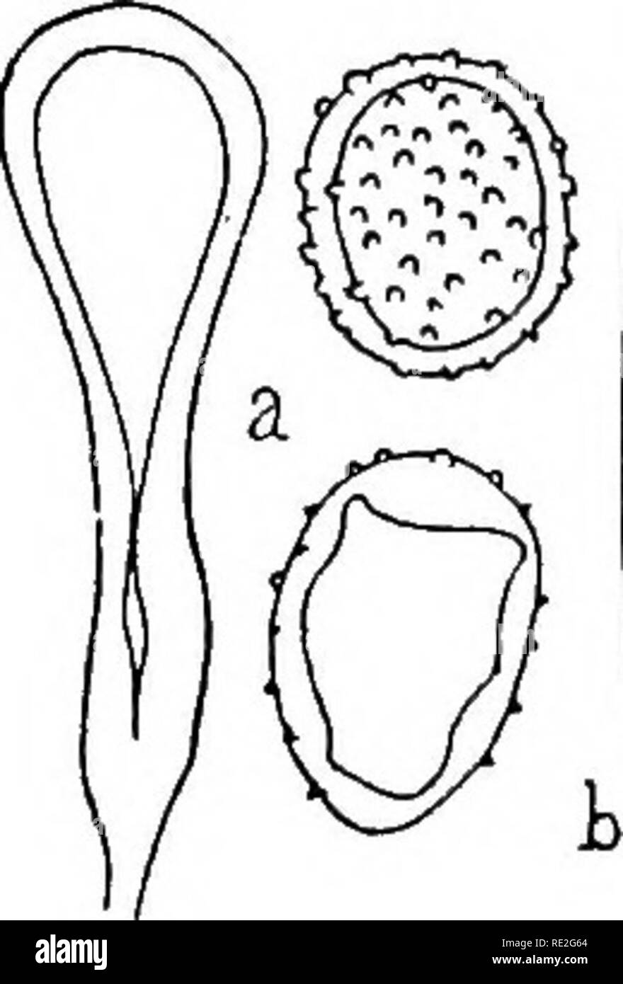 . The British rust fungi (Uredinales) their biology and classification. Rust fungi. 338 MELAMPSORA 1. Melampsora Larici-Caprearum Kleb. Vaeoma Laricis Plowr. Ured. p. 262 p.p. Melampsora salicina Lev. ; Cooke, Handb. p. 522 ; Micr. Fung. p. 219. M. farinosa Sohrot. Flor. Sohles. if. 360. Plowr. Ured. p. 238 p.p. (see note). M. Larici-Caprearum Kleb. in Forstl.-naturw. Zeitschr. 1897, p. 469. Fischer, Ured. Sohweiz, p. 483, f. 312. ^cidiospores. Cseomata minute, pale-orange; spores round- ish, oblong, or polygonal, 15—25x12—17/x; epispore up to 2/i thick, finely verruculose, with many thin plac Stock Photo