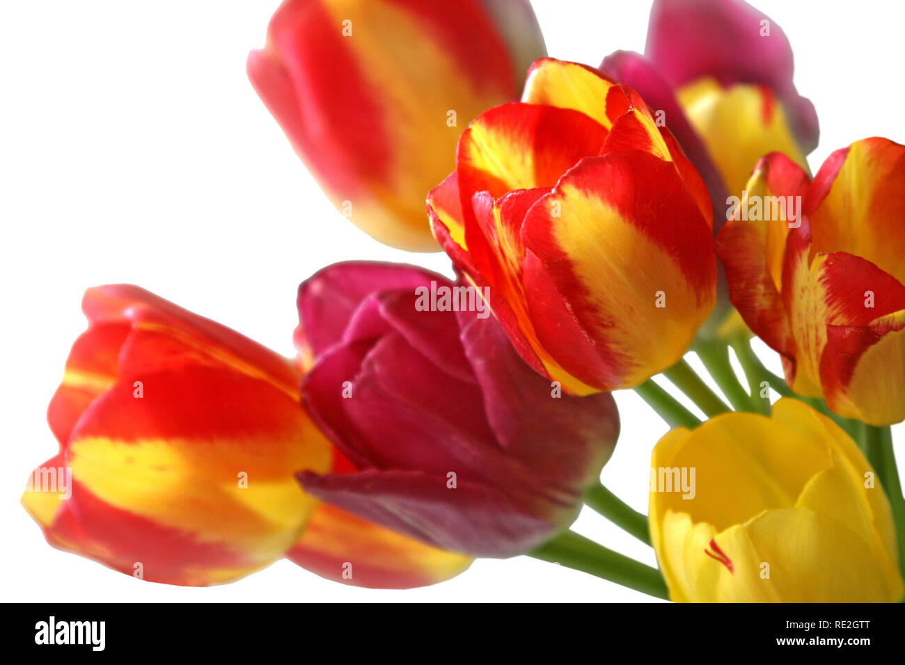Bunch of cheerful vivid yellow tulips with green leaves lying on a grey ...