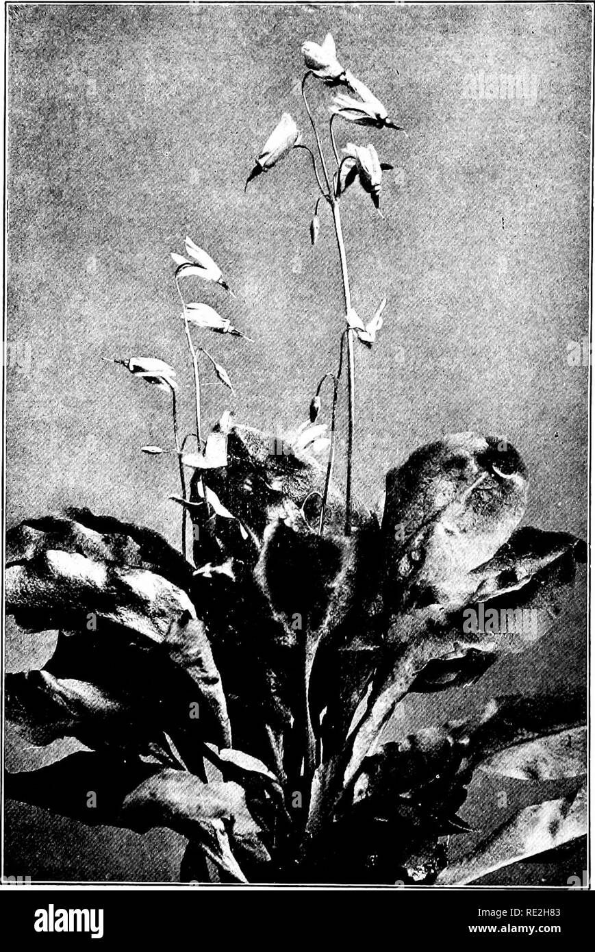 . Wild flowers every child should know, arranged according to color, with reliable descriptions of the more common species of the United States and Canada. Flowers. SHOOTING STAR. AMERICAN COWSLIP. Dodecatheon Meadii. Please note that these images are extracted from scanned page images that may have been digitally enhanced for readability - coloration and appearance of these illustrations may not perfectly resemble the original work.. Stack, Frederic William, 1871-. New York. Doubleday, Page and Co Stock Photo