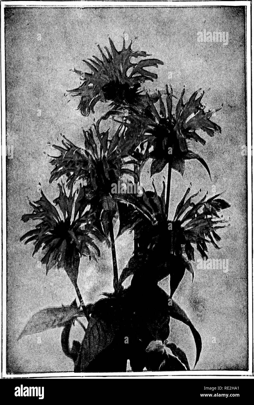 . Wild flowers every child should know, arranged according to color, with reliable descriptions of the more common species of the United States and Canada. Flowers. OSWEGO TEA. BEE BALM. Monarda didyma. Please note that these images are extracted from scanned page images that may have been digitally enhanced for readability - coloration and appearance of these illustrations may not perfectly resemble the original work.. Stack, Frederic William, 1871-. New York. Doubleday, Page and Co Stock Photo