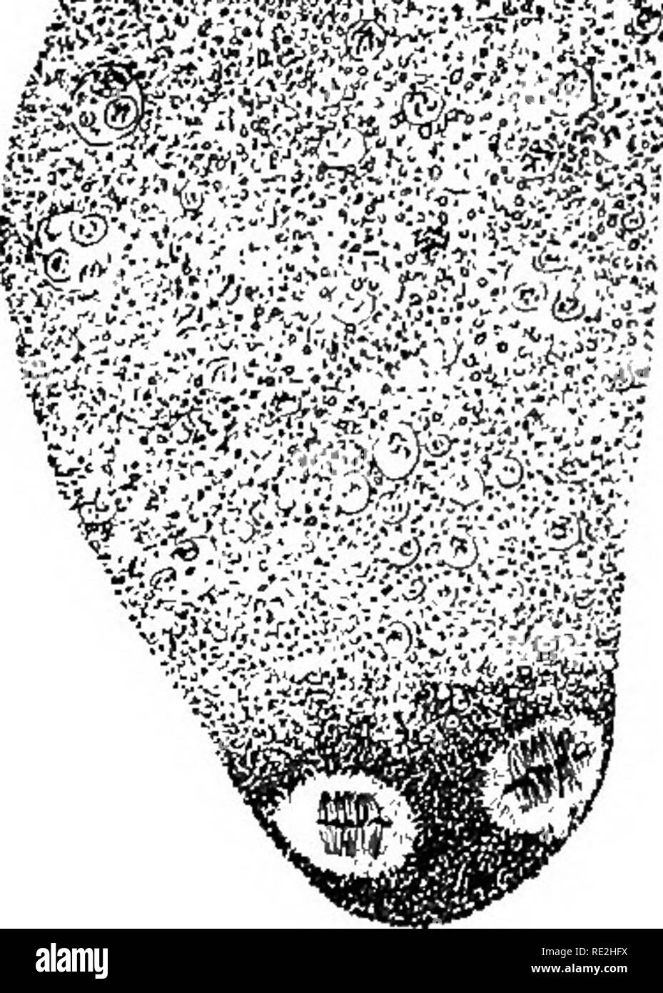 . Morphology of spermatophytes. [Part I. Gymnosperms]. Gymnosperms; Plant morphology. St ,»' ^. Please note that these images are extracted from scanned page images that may have been digitally enhanced for readability - coloration and appearance of these illustrations may not perfectly resemble the original work.. Coulter, John Merle, 1851-1928; Chamberlain, Charles Joseph, b. 1863. New York, D. Appleton Stock Photo