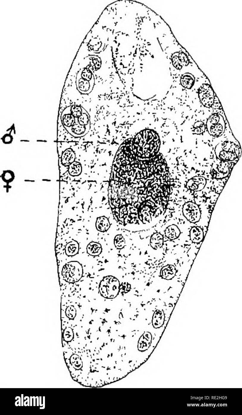 . Morphology of spermatophytes. [Part I. Gymnosperms]. Gymnosperms; Plant morphology. 9Q MORPHOLOGY OP SPEEMATOPHYTES seems to have been the first to see all the four structures in the pollen tube injected into the egg, an observation which has been frequently confirmed since. It should be remembered, however, that in the case of Taxus haccata Belajeff ^° reports the passing into the egg of a single male cell only, the smaller one re- maining in the tube. In Pinus, in Taxodium as shown by Coker,*^ and in 0ephalotaxus as shown by Arnoldi,*^ the upper part of the cytoplasm of the egg, after the  Stock Photo