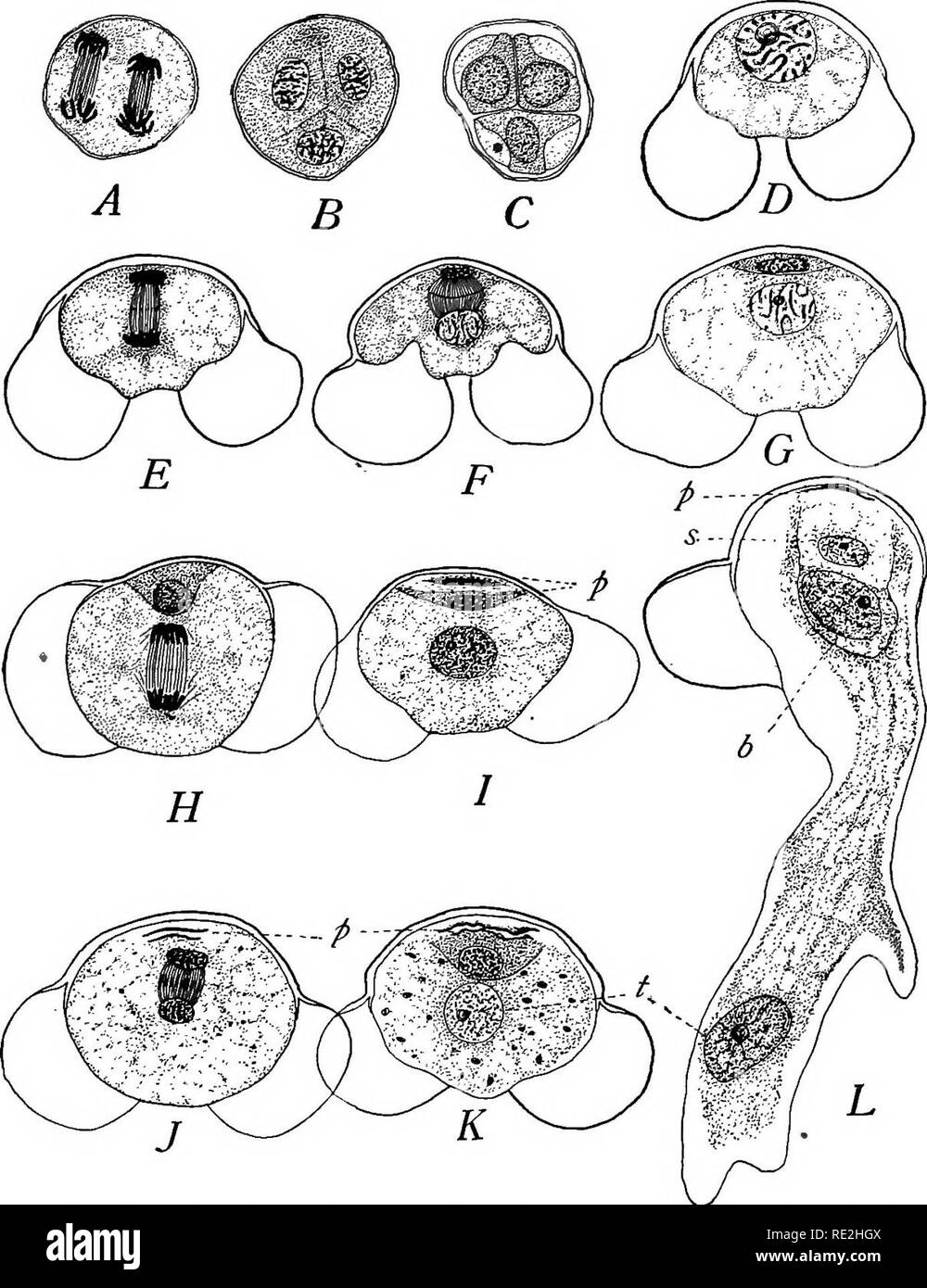 Morphology Of Spermatophytes Part I Gymnosperms Gymnosperms Plant Morphology Coniperales 91 The Third Division Immediately Follows Fig 69 J Divid Ing The Large Antheridial Cell Into The Primary Spermatogenons Fio 69 Pinus