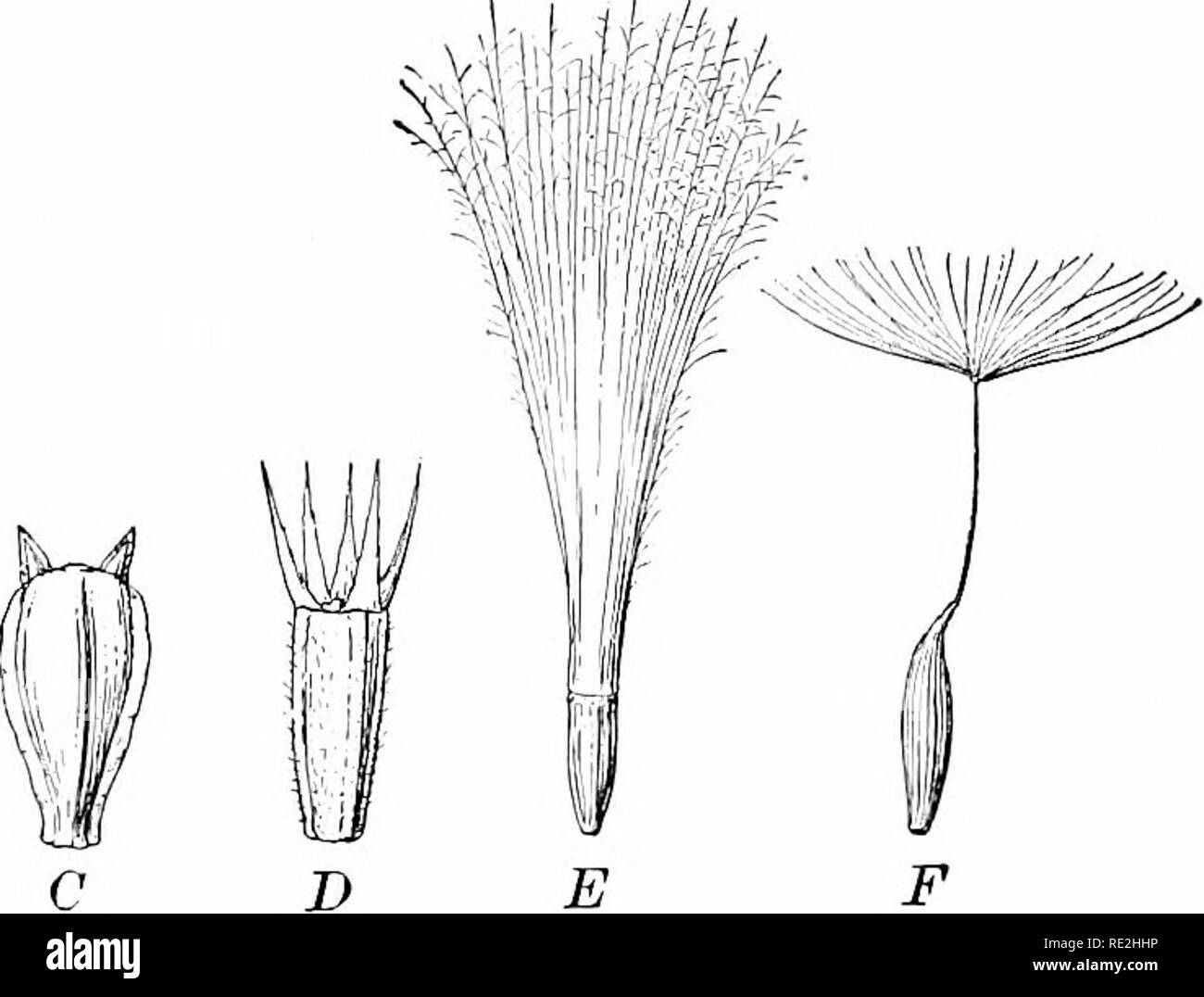 . Elements of botany. Botany. 240 KEY AND FLORA pollination. The genera of the northern United States are divided into two suborders : I. Tubtjliflok-E, corolla of the bisexual flowers tubular and 6-lobed; II. Ligulifloe.e, corollas all strap-shaped and floweis all bisexual.. Fii:. .&quot;0. Akeiies with various types of pappu.s A, Rudheckia, pappu.s wanting; £, Cichorium, pappus a crown of fine scales; C, Coreopsis, pappus of 2 small scales; B, Heleniuni, pappus a crown of conspicuous scales; E, Ch-sium, pappus a tuft of plumose hairs; F, Lac- tuca, paj)pus borne ou a long beak I. TUBULIFLORj Stock Photo