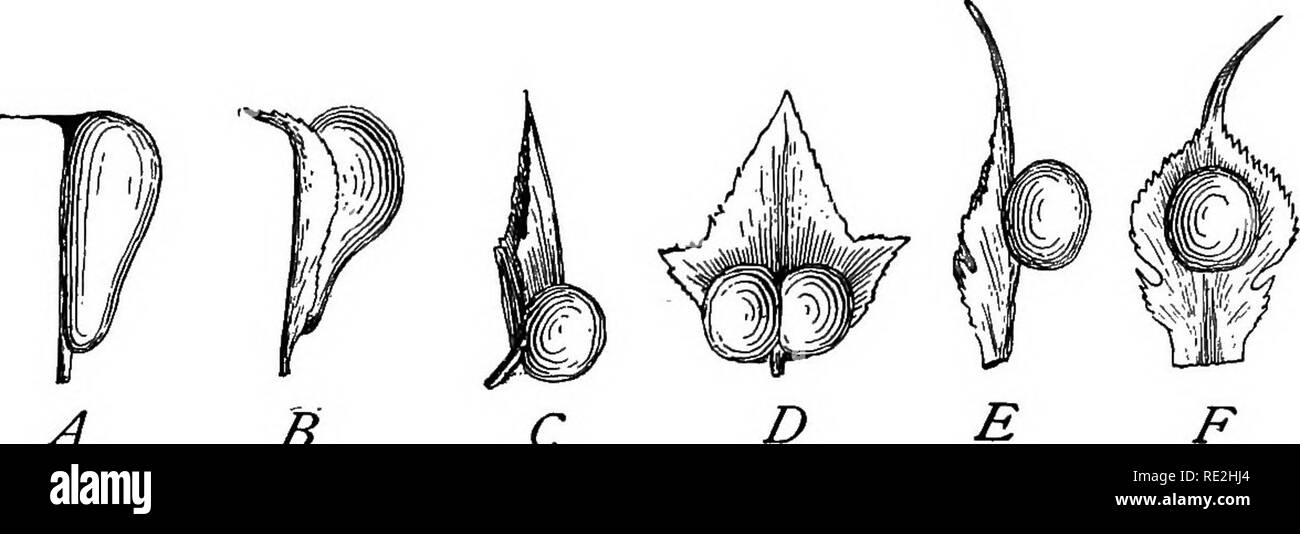 . Morphology of spermatophytes. [Part I. Gymnosperms]. Gymnosperms ...