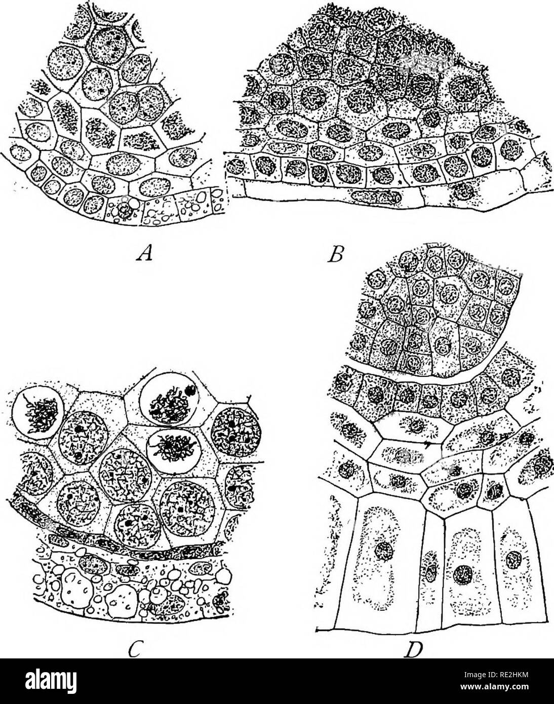 . Morphology of spermatophytes. [Part I. Gymnosperms]. Gymnosperms; Plant morphology. CONIPERALES 67 cata Canadensis are in the mother-cell stage in October, but how much earlier they reach this stage he did not discover (Fig. 52). In this condition the sporangia pass the winter, and during the. Fig. 52.—Winter condition of microsporangia; ^, cross section of sporangium of/¥?i«5 Larioio, coUeoted October 1st; -S, same, collected January 3d ; 0, same, collected April 4th; J), sporangium of Taxus baccata Canadensis, collected October 1st.— After ClIAMEEELAIN. following spring (about May 1st in t Stock Photo
