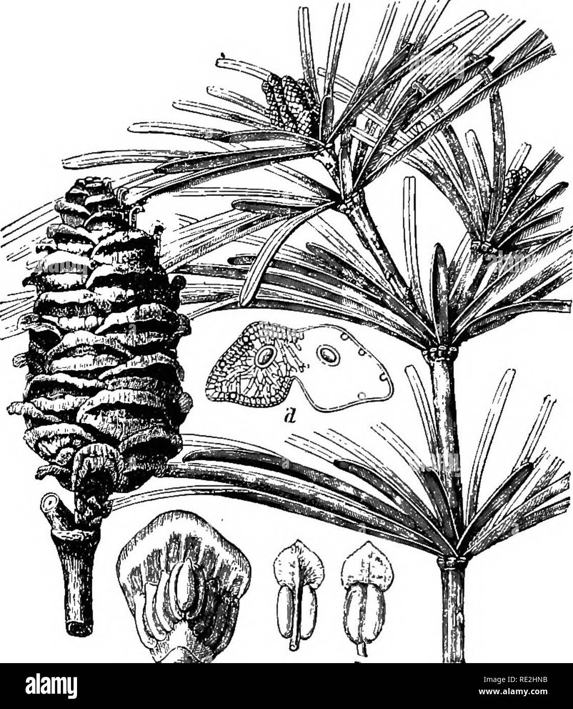 . Morphology of spermatophytes. [Part I. Gymnosperms]. Gymnosperms; Plant morphology. 66 MORPHOLOGY OP SPERMATOPHYTES phylloclads themselves only gradually acquire their peculiar character (Fig. 42, E, F). The juvenile forms of Sciadopitys, like those of Pinus, show simple needle leaves upon long shoots, but later scales occur instead of needles, and in their axils the peculiar double needle leaves are developed. Goebel suggests that the juvenile forms probably represent the more primitive form. These facts in connection with the. ITiG. 41.—Sdadopitys vertidllata: at the left an ovulate strobi Stock Photo