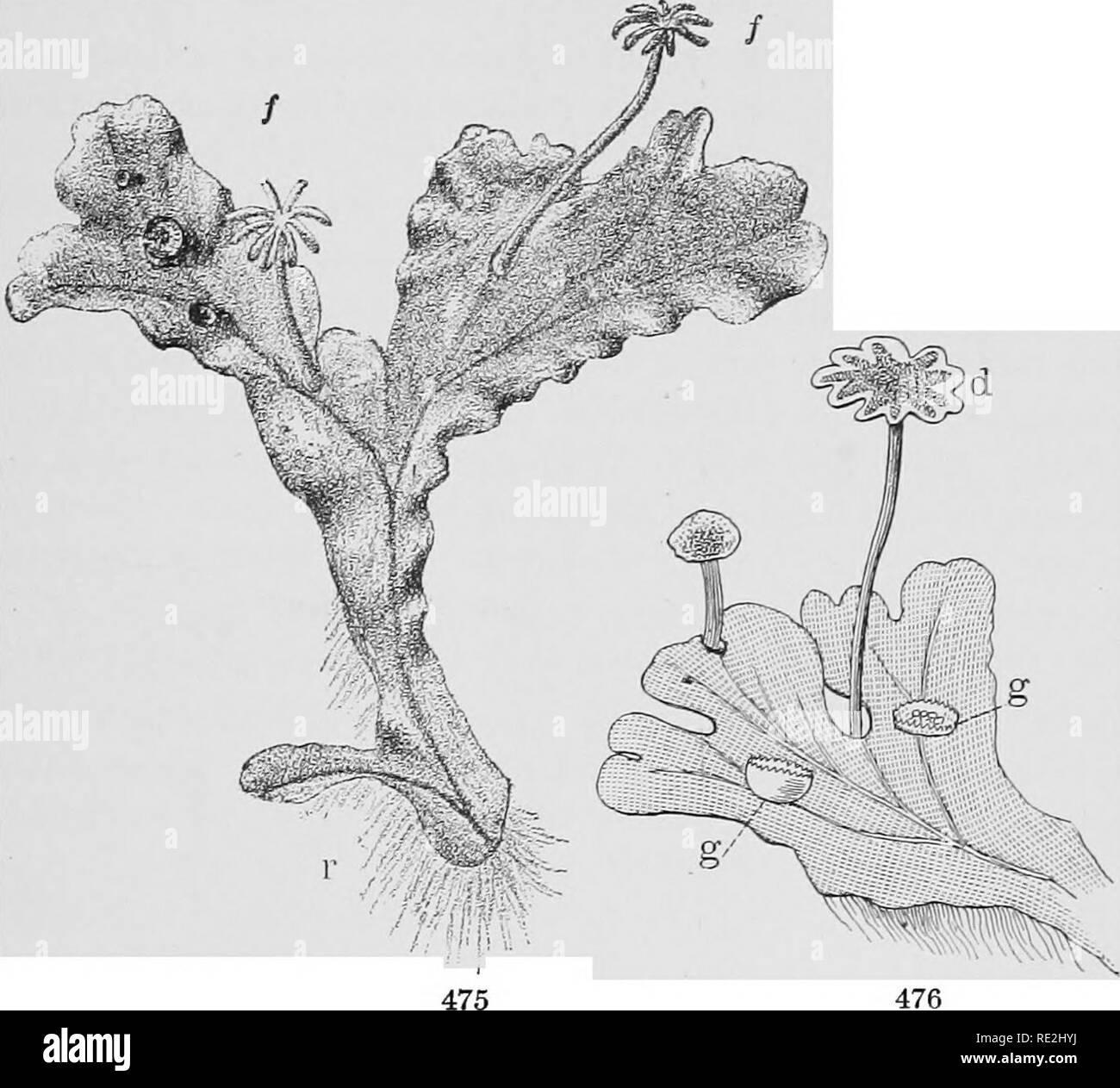 . A practical course in botany, with especial reference to its bearings on agriculture, economics, and sanitation. Botany. CRYPTOGAMS 335 a true root ? Notice that as the lower end dies, the growing branches go on increasing and reproducing the thallus. Do you find anything like a midrib ? If so, trace it through the branches and body of the thallus; where does it end ? Does it seem to be formed like the midrib of a leaf ? Hold. Figs. 475, 476. — Umbrella liverwort (Marchantia polymorpha): 475, portion of a female thallus about natural size, showing dichotomous branching ; /, /, archegonial or Stock Photo