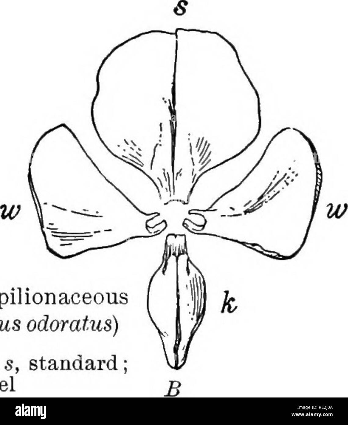 . Introduction to botany. Botany. Fig. 21. Pulse Tamily. Papilionaceous corolla of sweet pea