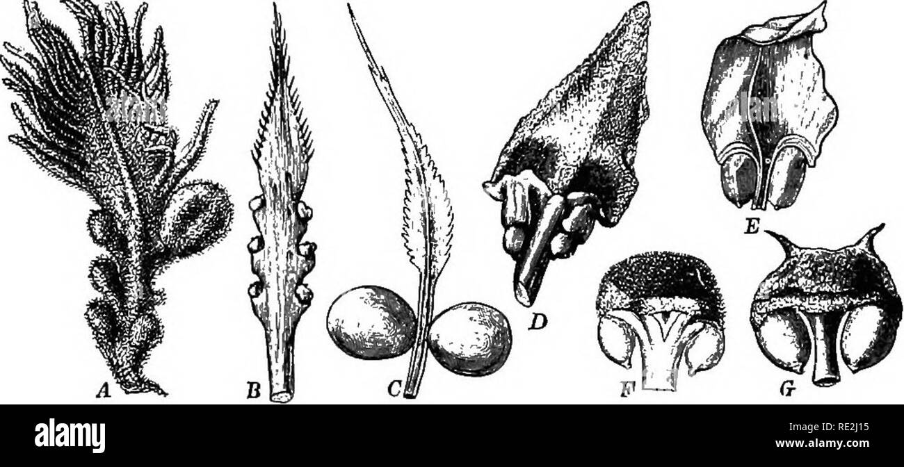 . Morphology of spermatophytes. [Part I. Gymnosperms]. Gymnosperms; Plant morphology. 18 MORPHOLOGY OF SPBRMATOPHYTBS Between the base of the beak and the wall of the embryo sac the nucellar tissue is loose, and at the time of the development. Fig. 16.—Ovulate sporophylls of various Cyoads: A, Oycas revoluta; B, Cycas droin- alis; C, Cycas Nbrmanbyana; D, Dioon edwle  E, Bncephalartos Preissii; F. Zamia inUgrifolia G, Ceratozamia Mexicana.—A, after Sachs; C, after F. Voir MtJLLEE; £, after Miquel ; F, after Eiohaed ; JS, D, 6, drawn for Englek and Pkantl's Nat. Pflanzenfam., from which the e Stock Photo