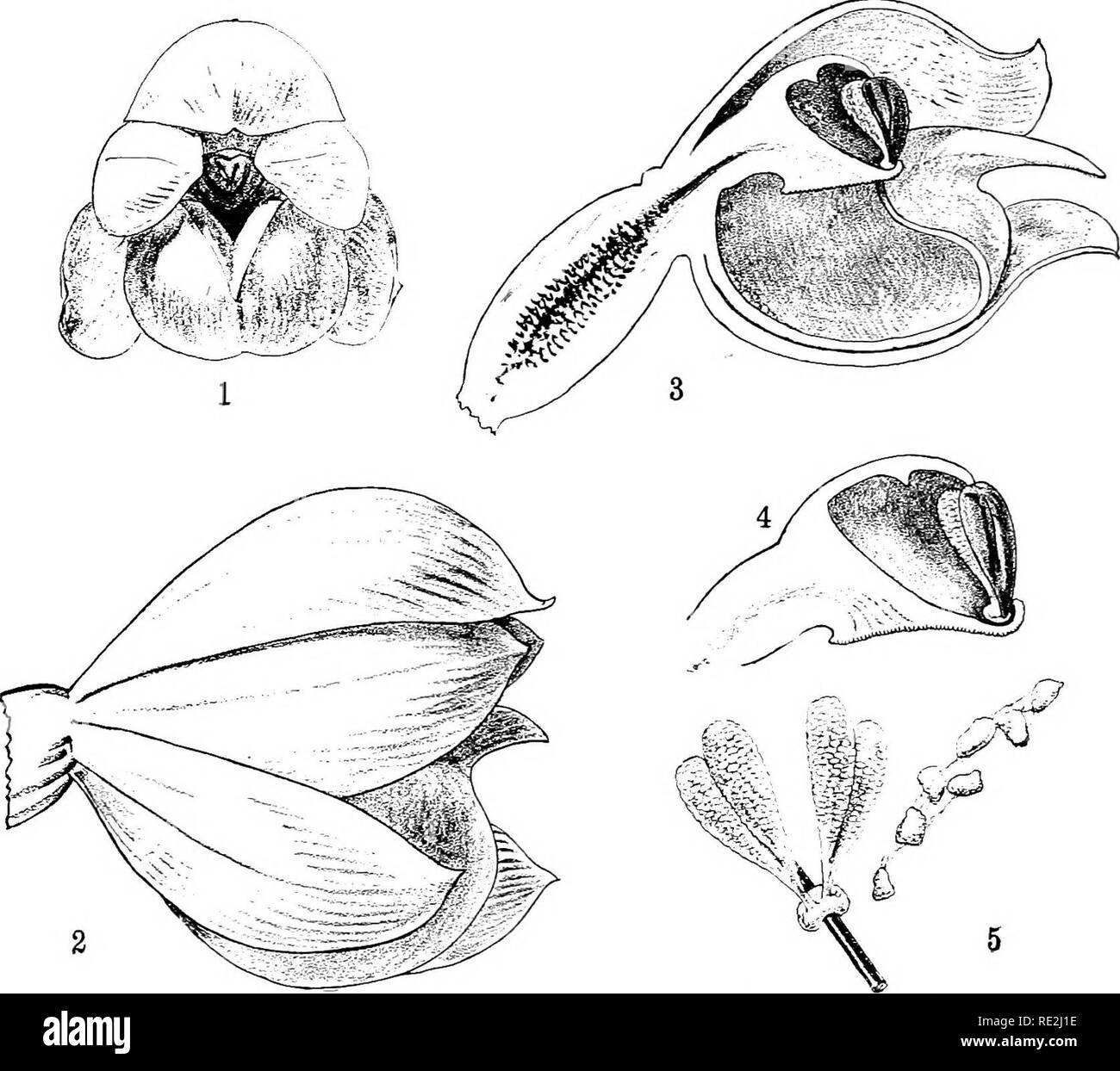 . Our native orchids; a series of drawings from nature of all the species found in the northeastern United States. Orchids. XLr&quot;. Rattlesnake Plantain. Typical Flowers Showing Method of Cross Fertilisation Fig. I. Showing the opening, the anther sacs seen. Fig. z. Side view of flower. Fig. 3. Section through flower, showing stigma, pollen sacs. Fig. 4. Enlarged view of stigma and pollen sacs. Fig. v Pollen sacs adherent to pin and also detached, showing loose structure and connecting threads.. Please note that these images are extracted from scanned page images that may have been digital Stock Photo