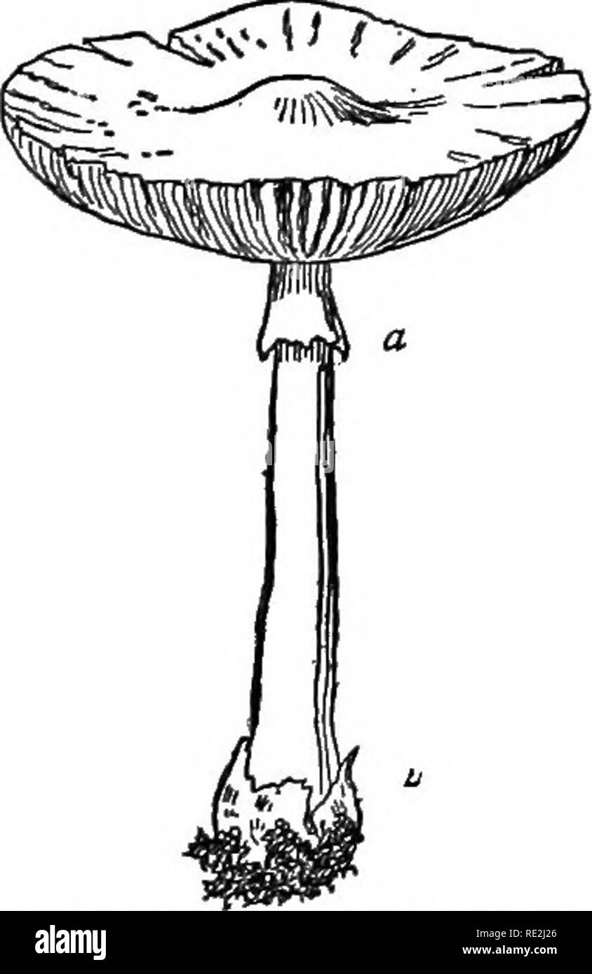 . A practical course in botany, with especial reference to its bearings on agriculture, economics, and sanitation. Botany. Fig. 466. — Spore print of a gilled mushroom. of this expanded fruiting membrane that the class of mush- rooms we are considering gets its botanical name, Hymeno- mycetes, membrane fungi. The hymenium is not always borne on gills, but is arranged in various ways which serve as a convenient basis for distinguishing the different orders. In the tube fungi, to which the edible boletus belongs (Figs. 464, 465), the basidia are placed along the inside of little tubes that line  Stock Photo