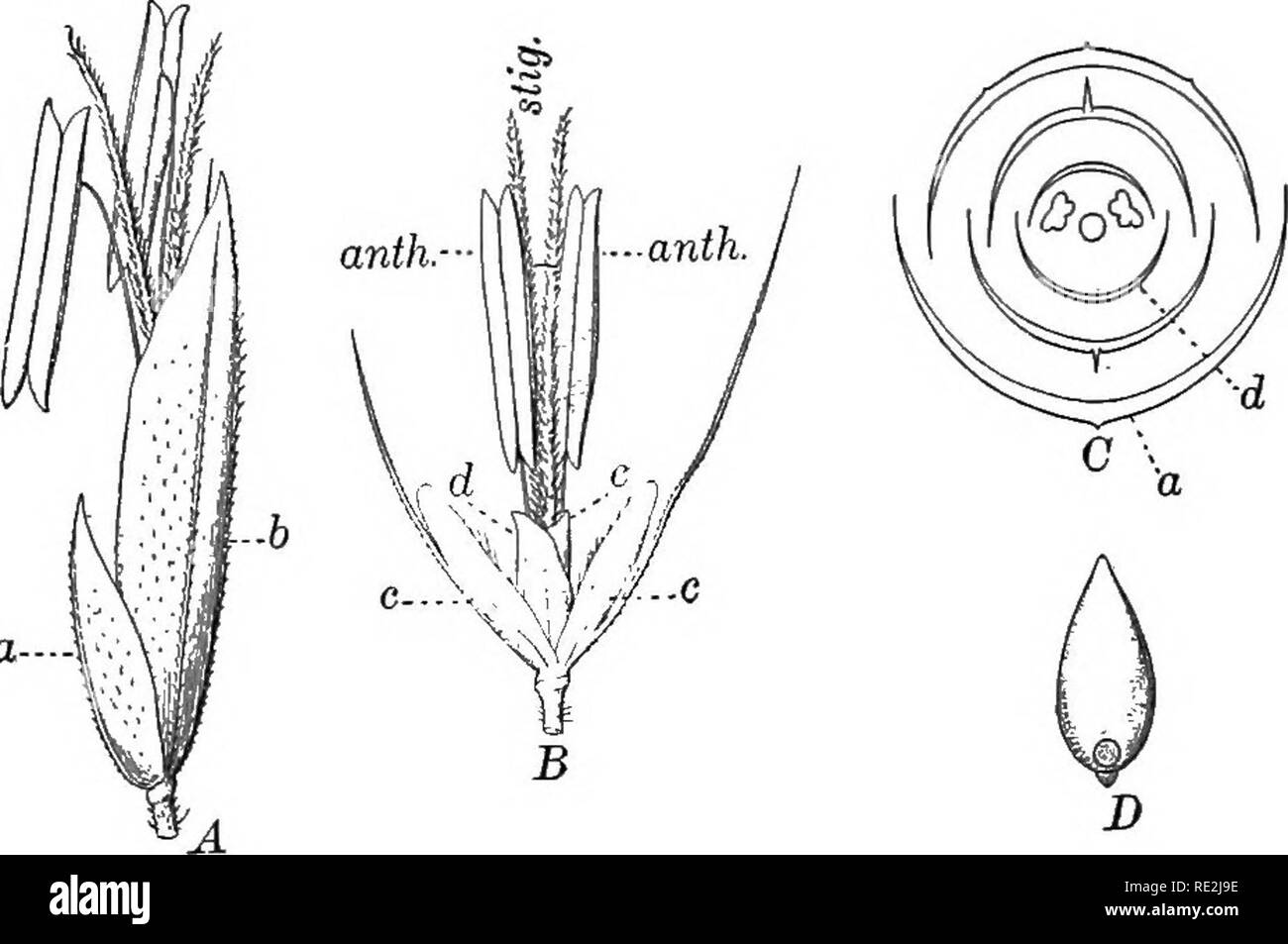 . Introduction to botany. Botany. SEDGE FAMILY 23 overlapping each
