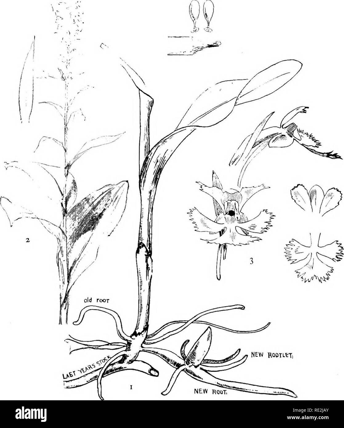 . Our native orchids; a series of drawings from nature of all the species found in the northeastern United States. Orchids. [i- -r. XX^I. Smaller Purple Fringed Orchis Fig. 1. Stem and basal leaf. Fig. x. Flower stalk. Fig. 3. Parts of single flower magnified.. Please note that these images are extracted from scanned page images that may have been digitally enhanced for readability - coloration and appearance of these illustrations may not perfectly resemble the original work.. Gibson, W. Hamilton (William Hamilton), 1850-1896; Jelliffe, Helen Dewey Leeming, d. 1916. New York, Doubleday, Pag Stock Photo
