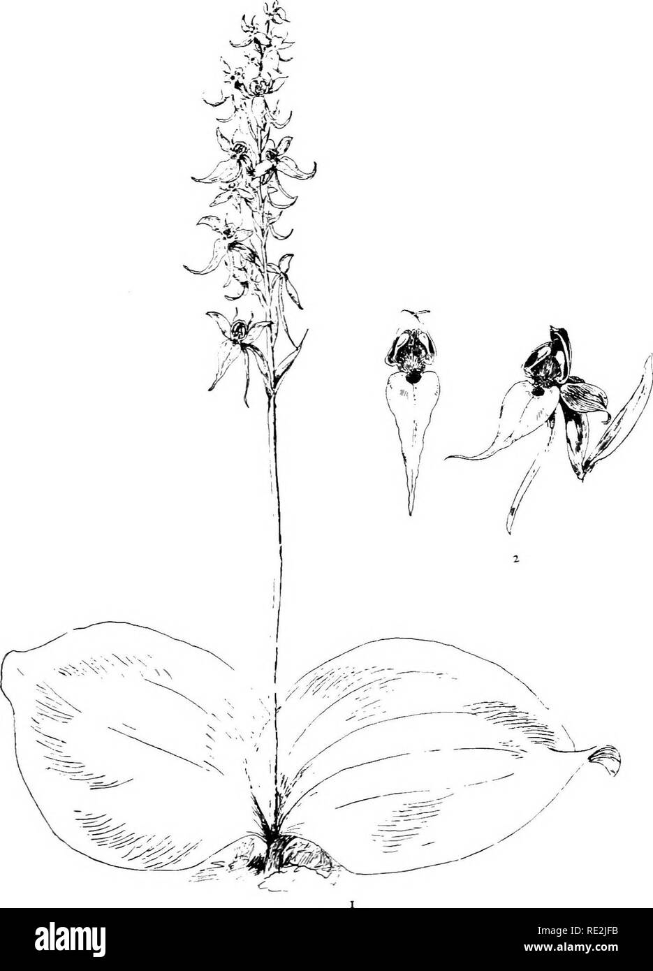 . Our native orchids; a series of drawings from nature of all the species found in the northeastern United States. Orchids. xm Fig. 1. Large Round-leaved Orchis. Fig. z. Flower slighdy enlarged.. Please note that these images are extracted from scanned page images that may have been digitally enhanced for readability - coloration and appearance of these illustrations may not perfectly resemble the original work.. Gibson, W. Hamilton (William Hamilton), 1850-1896; Jelliffe, Helen Dewey Leeming, d. 1916. New York, Doubleday, Page &amp; Co. Stock Photo