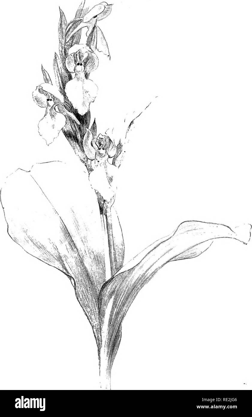 Our Native Orchids A Series Of Drawings From Nature Of All The Species Found In The Northeastern United States Orchids X Showv Orchis Please Note That These Images Are Extracted From