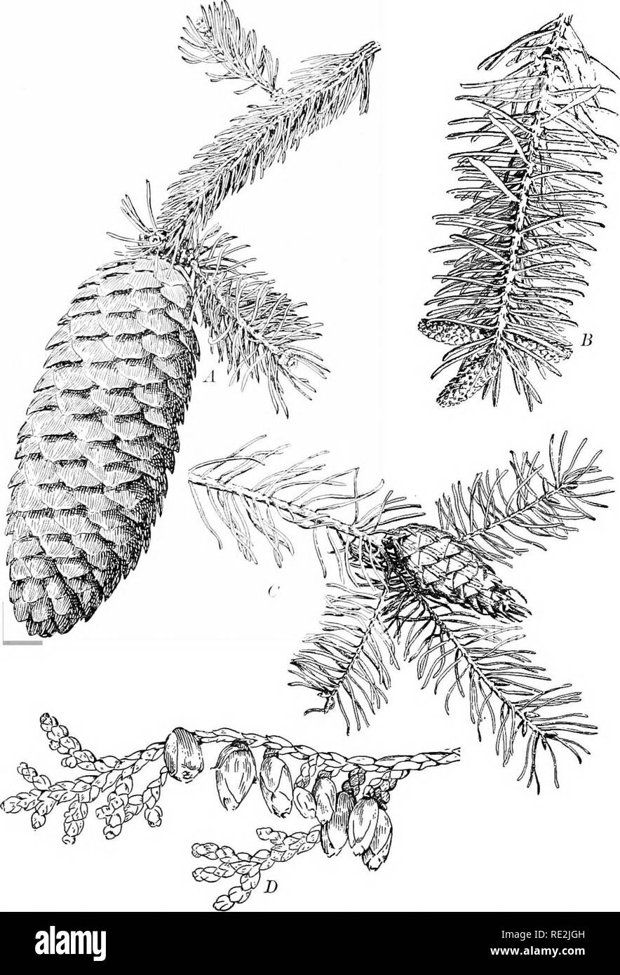 . Introduction to botany. Botany. Fig. 227. A group of gymiiosperm cones, of which all except B are seed cones A, spruce {Picea excelsa), one half natural size; B, spruce, branch and staminate cones almost natural size; C, Douglas fir, or Douglas spruce (Pseudotsuga taxifolia), one fourth natural size; D, arbor vitse {Thuja occidentalis), almost natural size 293. Please note that these images are extracted from scanned page images that may have been digitally enhanced for readability - coloration and appearance of these illustrations may not perfectly resemble the original work.. Bergen, Josep Stock Photo