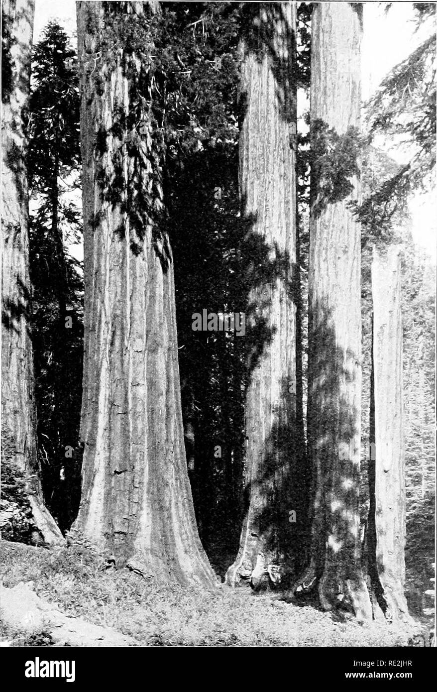 . Introduction to botany. Botany. Fig. 222. A group of &quot;&quot;big trees&quot; (Sequoia gigantea) in California These trees grow to great size and height, one famous tree being 268 feet high. Photograph by King 287. Please note that these images are extracted from scanned page images that may have been digitally enhanced for readability - coloration and appearance of these illustrations may not perfectly resemble the original work.. Bergen, Joseph Y. (Joseph Young), 1851-1917; Caldwell, Otis William, 1869- joint author. Boston, New York, [etc. ] Ginn and company Stock Photo