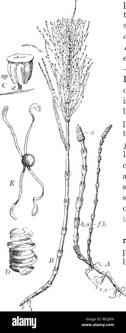 . Introduction to botany. Botany. 278 INTEODUCTION TO BOTANY. Fig. 217. The common scouring rush, or horsetail [Equuetum arvense) A, a plant in early spring condition; r.s, rhizome; b.s, spore-bearing branch; c, collection of spo- rophylls (strobilus, or cone); f.b, foliage branch, which later expands as in 5 ; (.', one sporophyll fromthe cone, showing the stalk (st) and several sporangia (sp). D and E, spore with elaters. A and B, one half natural size; C, magnified about 20 times; /' and E, greatly enlarged patches. In still others, as the maidenhair (^Adiantum) and the bracken fern (^Pteris Stock Photo