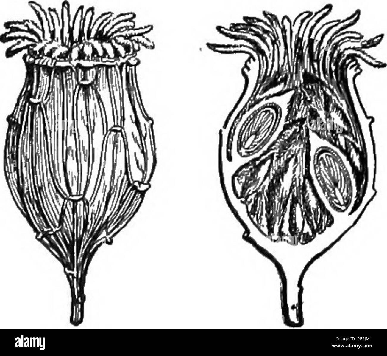 Placenta agriculture Black and White Stock Photos & Images Alamy