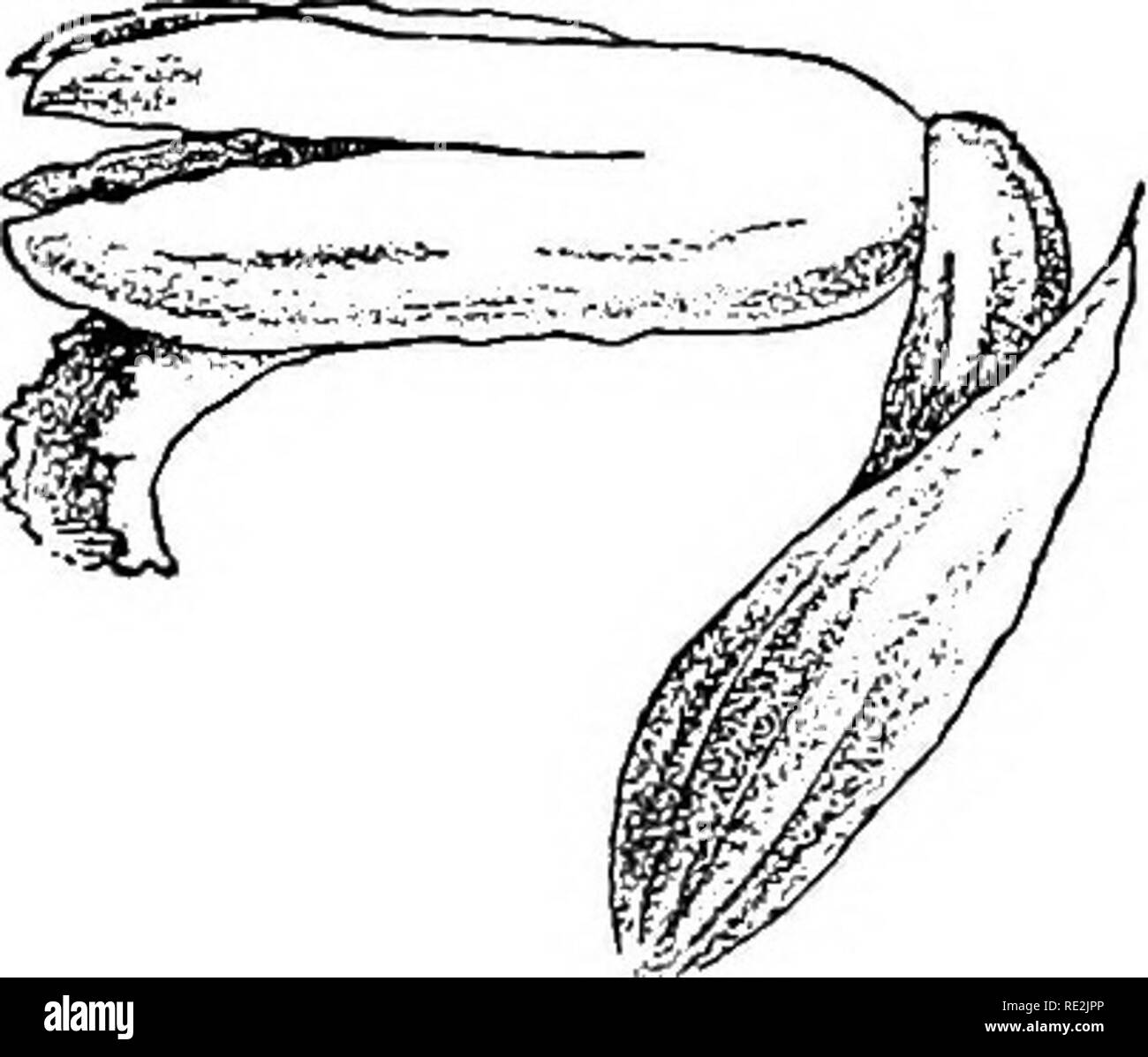 Our Native Orchids A Series Of Drawings From Nature Of All The Species Found In The Northeastern United States Orchids Slender Herbs With Close Pressed White Or Greenish White Flowers Arranged In
