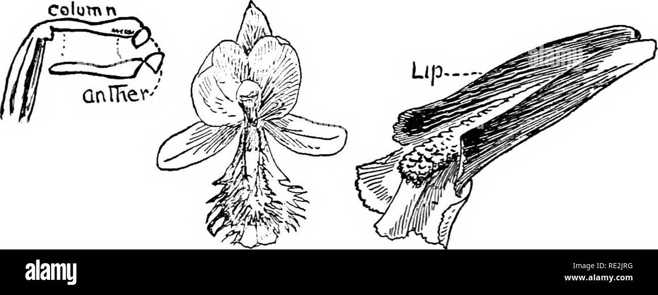 . Our native orchids; a series of drawings from nature of all the species found in the northeastern United States. Orchids. Flowers single or in a loose raceme; leaves alternate or in a whorl; lip without a spur; anther stalked, attached to the back of the column; anther sacs parallel, poilinia without any stalk. IV. POGONIA P. 65. column. Please note that these images are extracted from scanned page images that may have been digitally enhanced for readability - coloration and appearance of these illustrations may not perfectly resemble the original work.. Gibson, W. Hamilton (William Hamilton Stock Photo