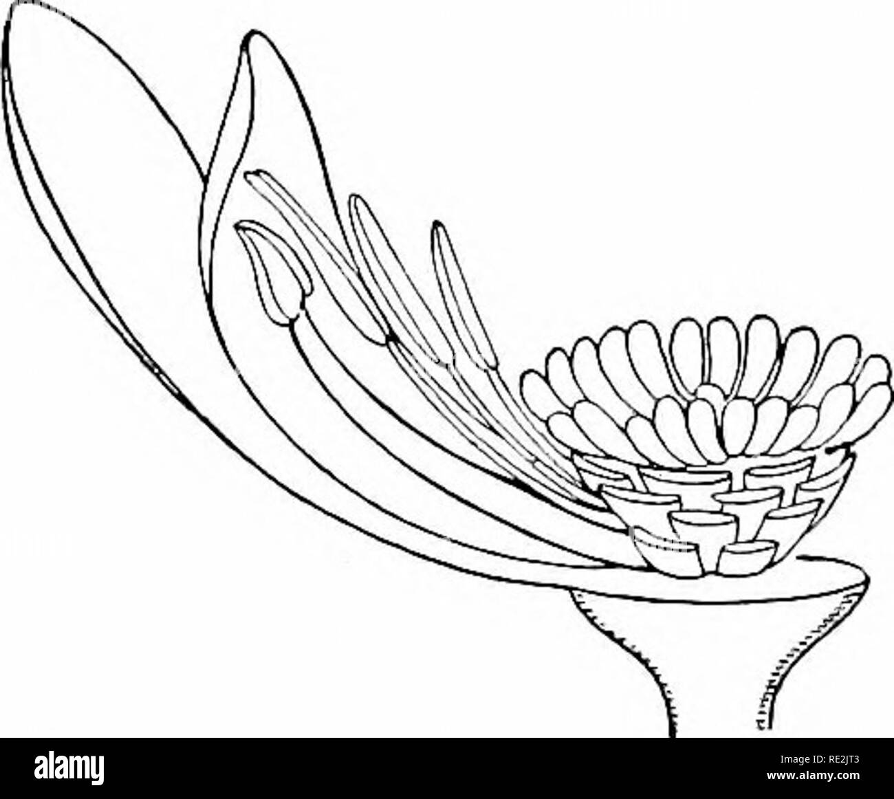 . Elements of botany. Botany. I II III Fii.. 114. Insertion of the Floral Organs. I, liypogynous, all the other parts on the receptacle, heneath the pistil; II, perigynous, petals and stamens apparently growing out of the calyx, arounii the pistil; ITI, co- rolla hypogynous, stamens like those of Fig. 114, help epipetaloLis. xi â â¢ â &quot; j. greatly ni giving an accurate idea of the relative position of the floral organs. Still more im2:)ortant in this way are cross-sections, which may be recorded in diagrams like those of Fig. 116.1 In constructing such dia- grams it will often be neces- s Stock Photo