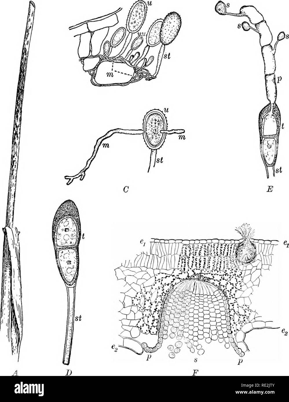 . Introduction to botany. Botany. Fig. 198. Wheat rust (Puccinla graminis) A, part of a wheat plant showing rust spots on the stalk. B, a small section of a wheat leaf upon which the parasitic rust is growing: m, mycelial hyphte of the rust; y.u, young summer spore, or uredospore; v, fully formed uredospore; st, upright hypha upon which uredospore is formed. C, germination of uredospore: St, old hypha; «, old uredospore wall; m, new mycelial hyphse. D, winter spore, or teleutospore: st, hypha; t, two-celled spore. E, germination of teleutospore (t): St, old hypha; p, new hypha, or the promycel Stock Photo
