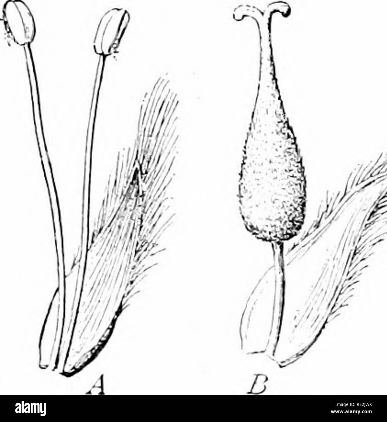 Elements Of Botany Botany Fk If Apetalo Us Flower Of European Avikl Ginger Following One And All The Memlers Of Each Whorl Are Alike Fig 98 176 Suppression And Multiplication Of Whorls Twelve flowers of the year my granny likes nature very much. alamy