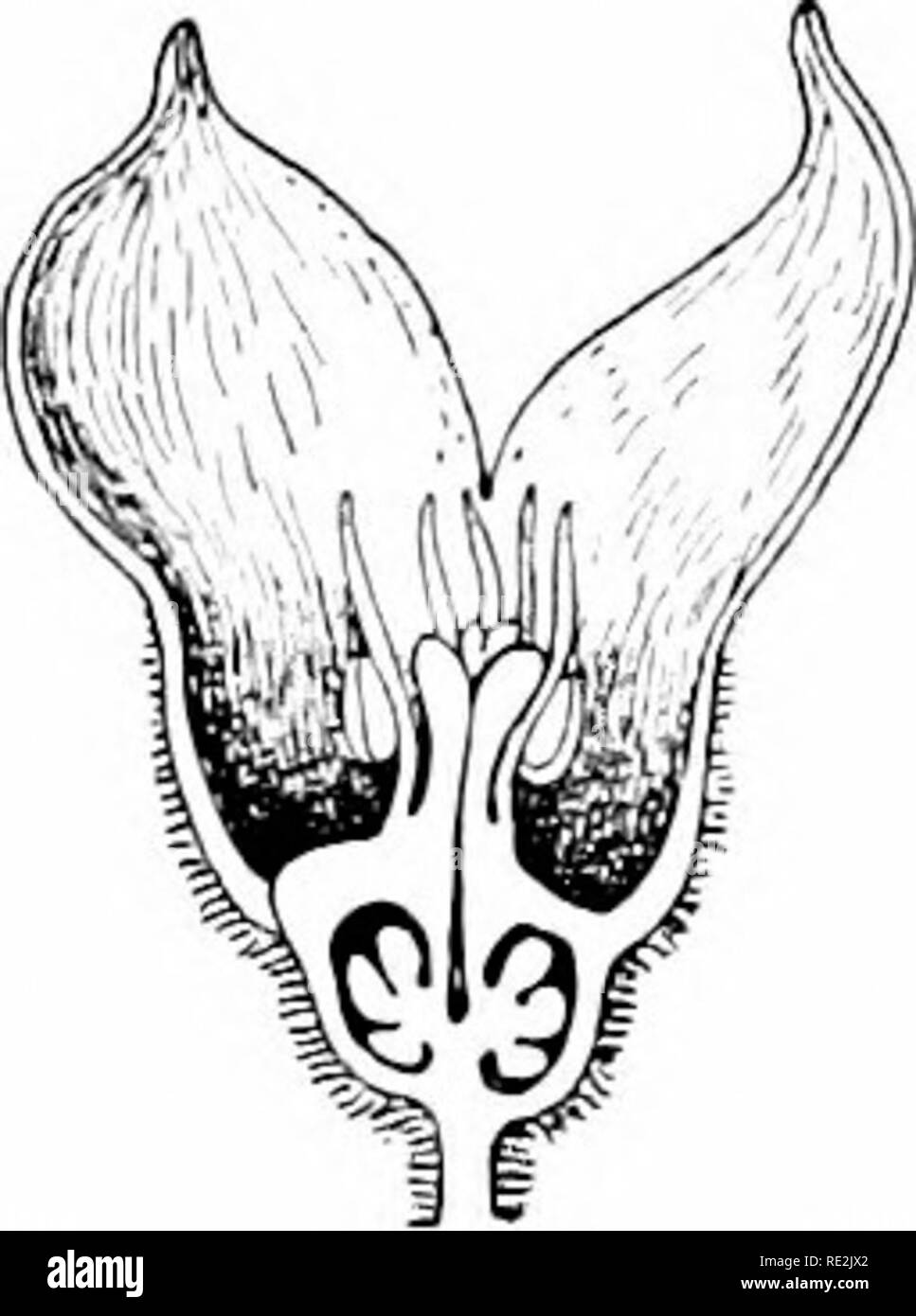 Unisexual flowers Black and White Stock Photos & Images Alamy