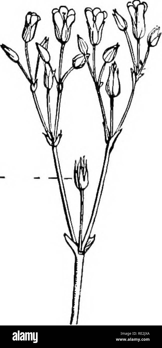 . Practical botany. Botany. A BCD Fig. 6. Diagrams of inflorescence A, panicle; B, raceme; C, spike; J), liead; E, umbel Clusters of the Cymose Type (Determinate Inflorescence). Fig. 7. Compound cyme of mouse-ear cliickweed (, the terminal (oldest) dower. Please note that these images are extracted from scanned page images that may have been digitally enhanced for readability - coloration and appearance of these illustrations may not perfectly resemble the original work.. Bergen, Joseph Y. (Joseph Young), 1851-1917; Caldwell, Otis William, 1869- joint author. Boston, New York [etc. ] Ginn and  Stock Photo