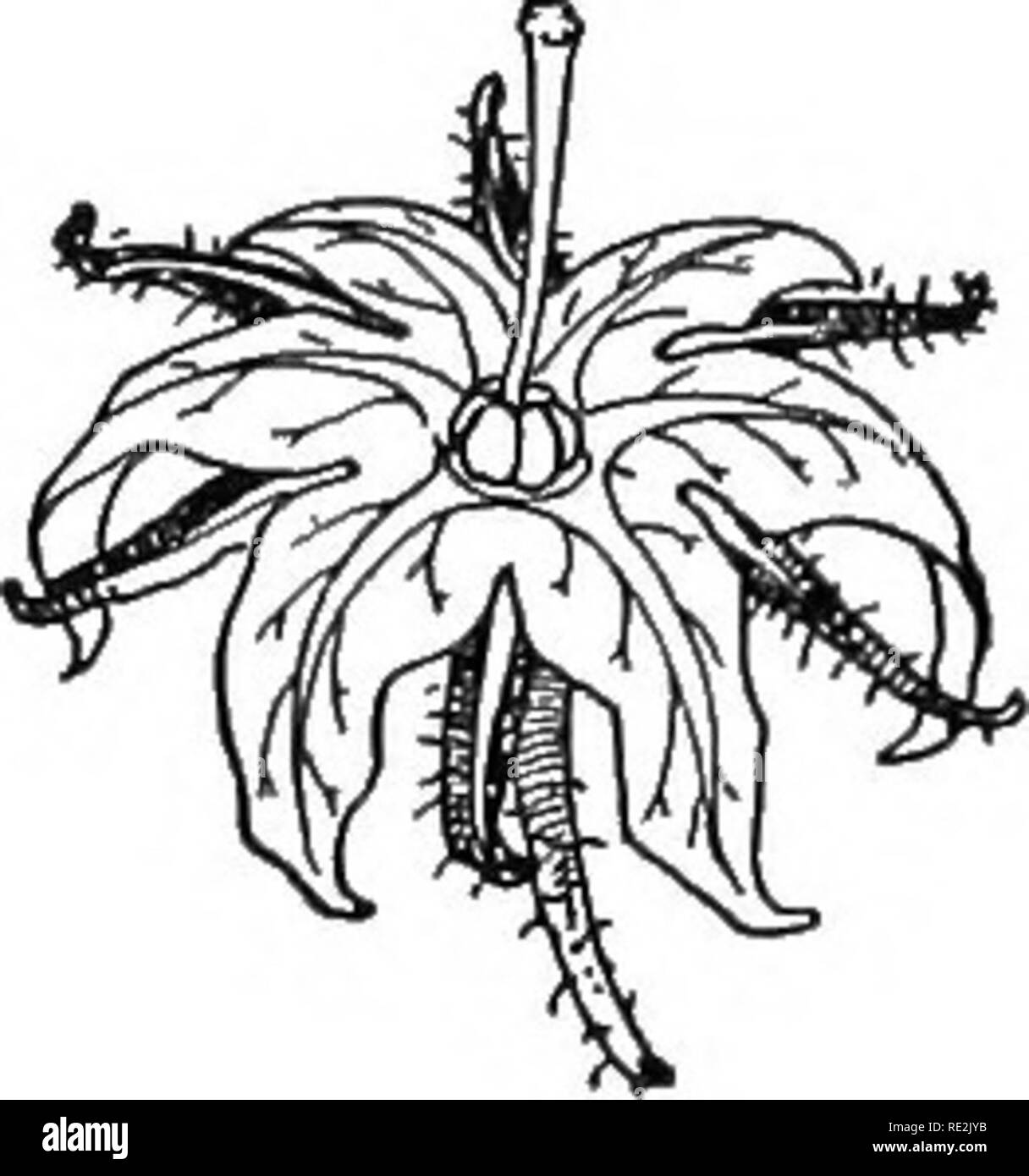 A Practical Course In Botany With Especial Reference To Its Bearings On Agriculture Economics And Sanitation Botany 332 333 Figs 331 333 Flower Of Lorillard Tomato 331 Newly Opened Bud Showing Stage,Bunch Of Flowers Drawing Transparent Png