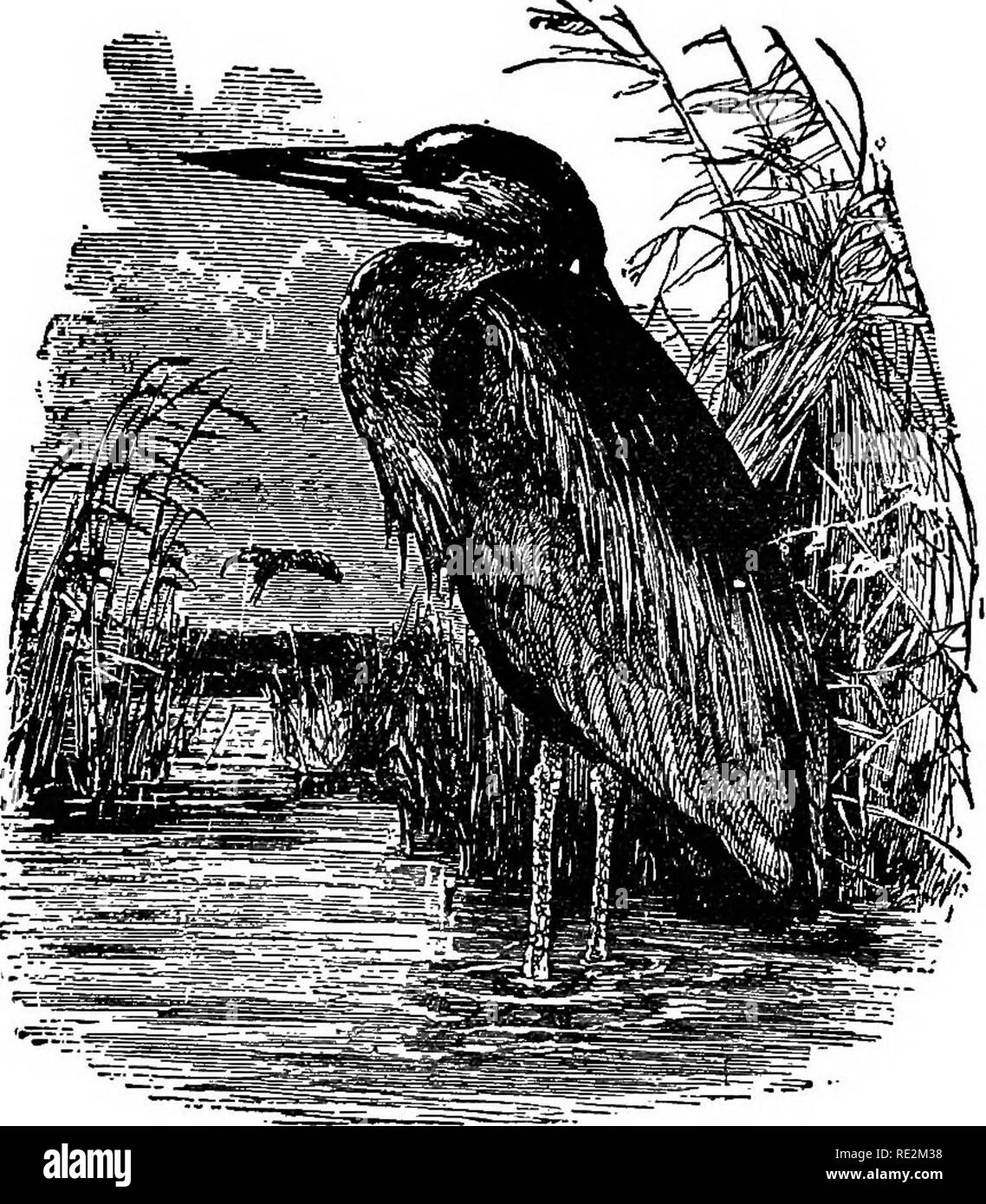 . Nests and eggs of North American birds. Birds; Birds. 114 NEST8 AND E0&amp;8 OF 194. GBEAT BLUE HERON. Ardea herodias Linn, Geog. Dist.—North America, from the Arctic regions southward to the West Indies and South America.. 191. Great Blue Hereon. The Great Blue Heron is often erroneously called &quot;Sand-hill Crane or &quot;Blue Crane&quot;—in fact it is better known by either of these names than it is by its proper vernacular name. One of the most characteristic birds of North America, breeding singly and in colonies in suitable places throughout its range. In the warmer parts of the coun Stock Photo