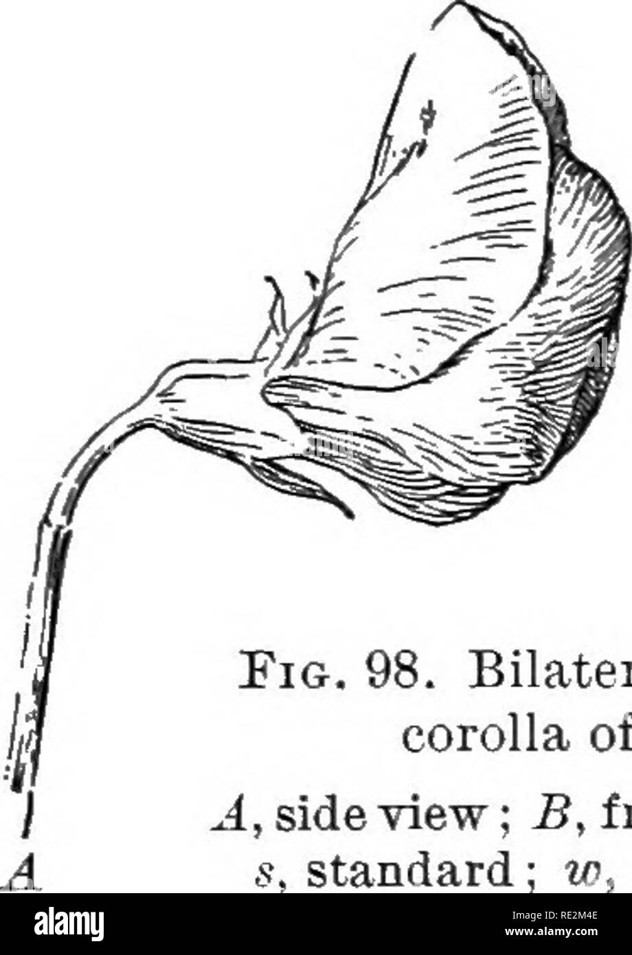 Bilaterally symmetrical flowers hires stock photography and images Alamy