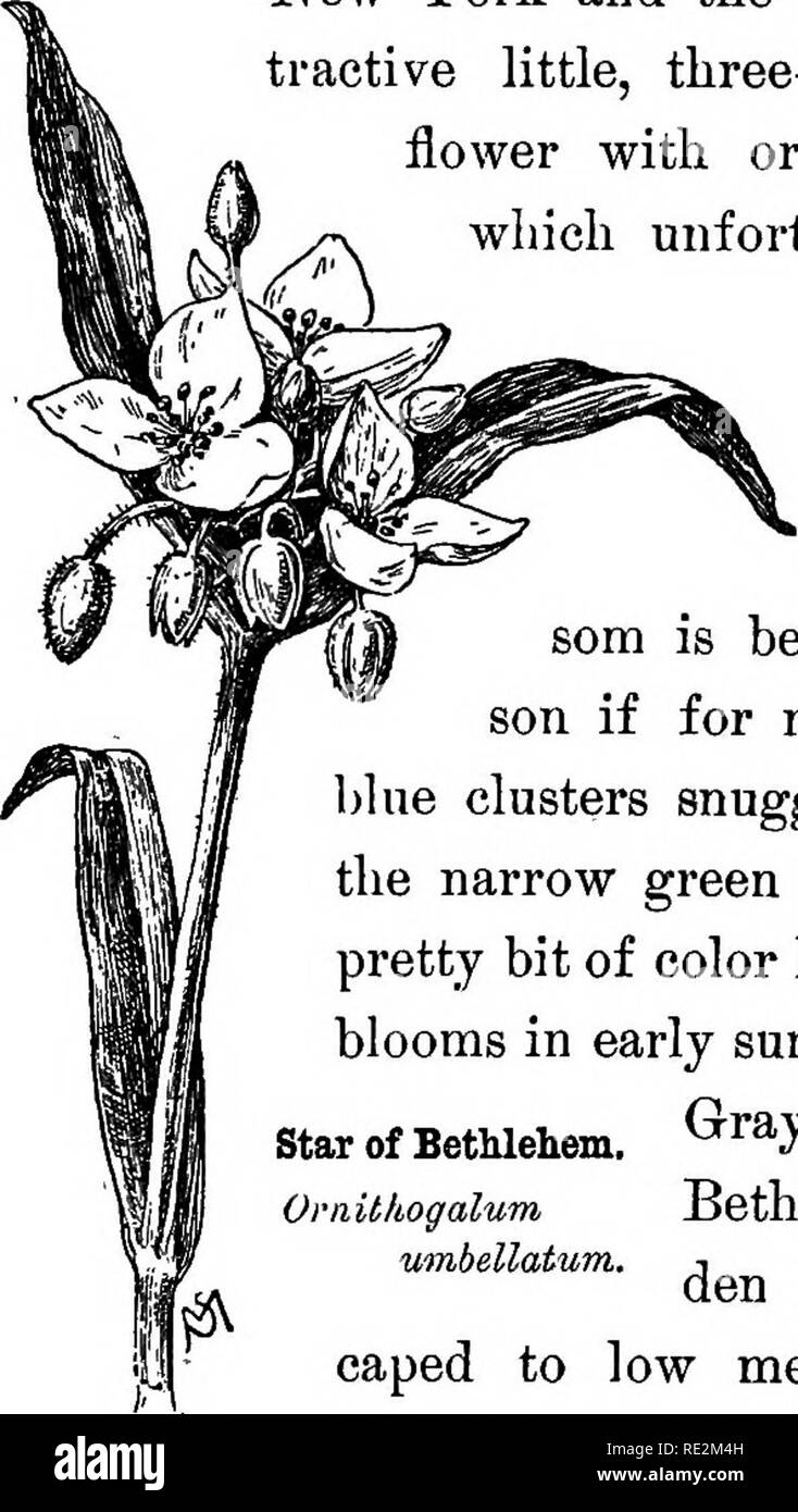 . Familiar flowers of field and garden;. Botany. MAY, JUNE, JULY, AND AUGUST. 101 Spiderwort. Ti'ailescantia The spiderwort, somewhat more fa- miliar to us in the old-fashioned gar- den than growing wild, is neverthe- less common in some of the moist places of western New York and the South. It is an at- tractive little, three-petaled, purple-blue flower with orange-yellow anthers, which unfortunately has a very short life. There are so few blue wild flowers that the delicate blos- som is beautiful for this rea- son if for no other. The little blue clusters snuggled at the bases of the narrow  Stock Photo