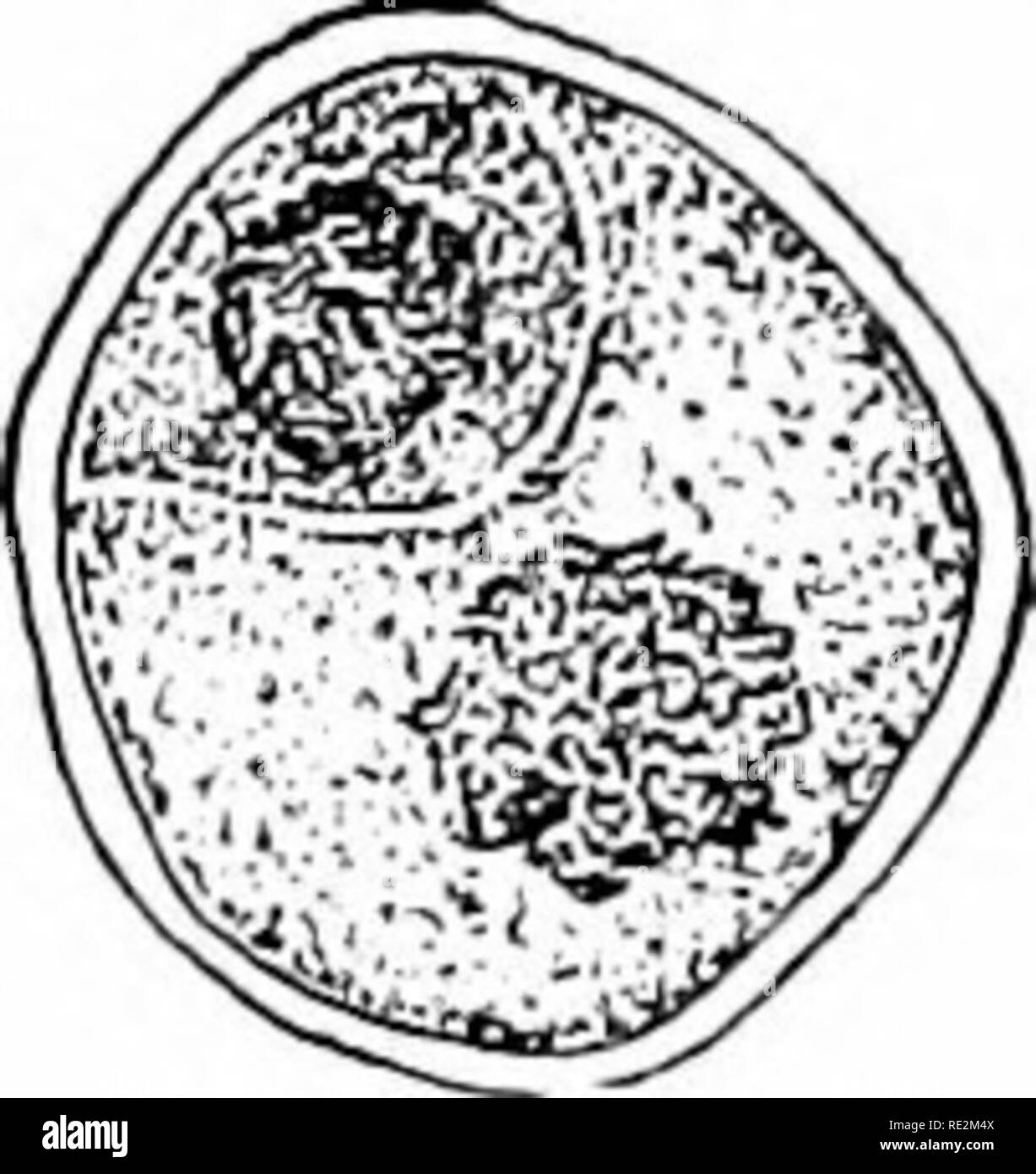 Male gametophyte pollen hires stock photography and images Alamy