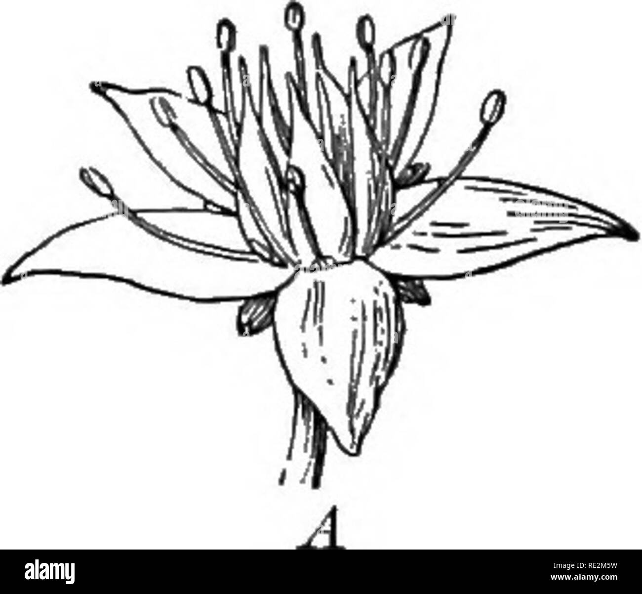 . Practical botany. Botany. Fig. 91. Transitions between petals and stamens in the yellow pond lily A, external view of flower; B, a sepal; C, a petal; D, E, transitional forms; F, a stamen transitional between the parts of one set and those of another, — a fact easily understood if all the floral organs represent leaves. The organs are generally arranged in cycles or whorls, — that is, in circular fashion around the axis, which is known as the receptacle.^ Often (but not always) the parts of each. Please note that these images are extracted from scanned page images that may have been digitall Stock Photo