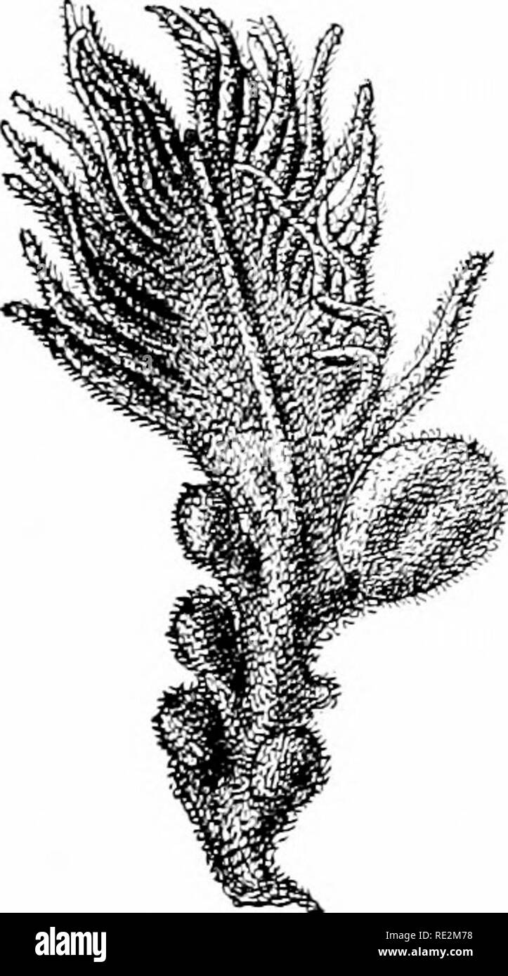 Elementary Botany Botany Chapter Xxxi Further Studies On Gymnosperms Cycas 627 In Such Gvmnosperms As C Cas Illustrated In The Front Ispiece There Is A Close Resemblance To The Members Of The
