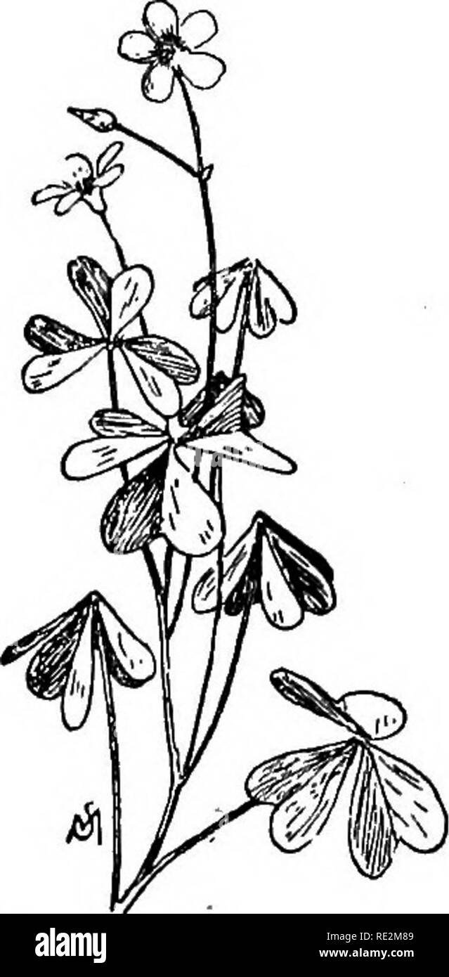 Familiar Flowers Of Field And Garden Botany May June And July 71 Teuow Wood Sorrel The Little Yellow Wood Oxalis Stricta T Sorrel Is Extremely Common In Meadow Woodland