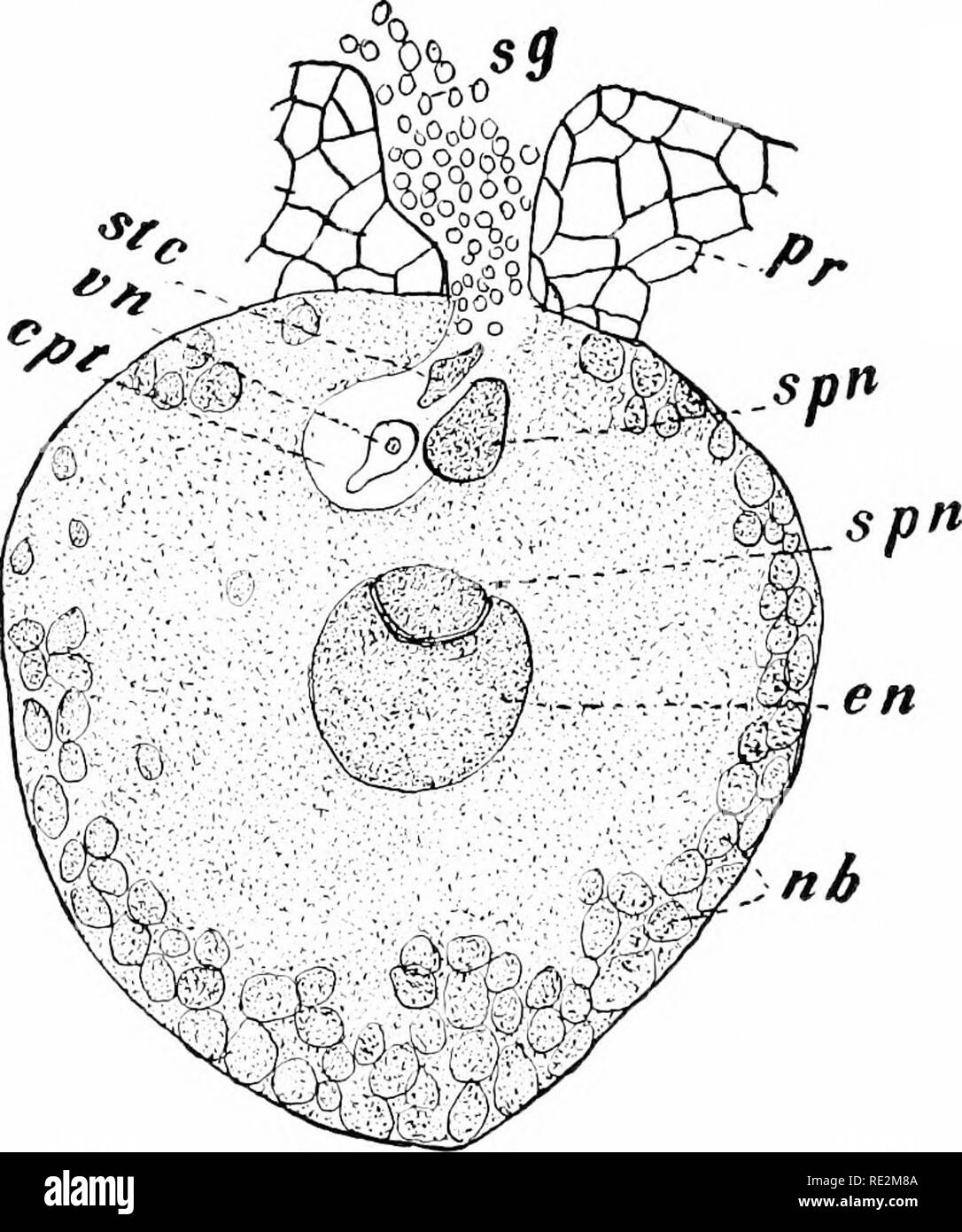 . Elementary botany. Botany. 3o8 MORPHOLOGY. ize the embryo which pushes its way into the endosperm from which it derives its food (tig. 362). 626. Homology of the parts of the female cone.^—Opinions are divided as to the homology of the parts of the female cone of the pine. Some consider the entire cone to be homologous with a flower of the angiosperms. The. Fig. ,^0i. Archegonium nf white riine at stage ijf fertilization, en, egg nucleus; spn. sperm nucleus in ctmjugatiMn with it; n6, nutritive bodies in cytoplasm of large egg; cpt, cavity of pollen tube; vn, vegetative nucleus or tube nucle Stock Photo
