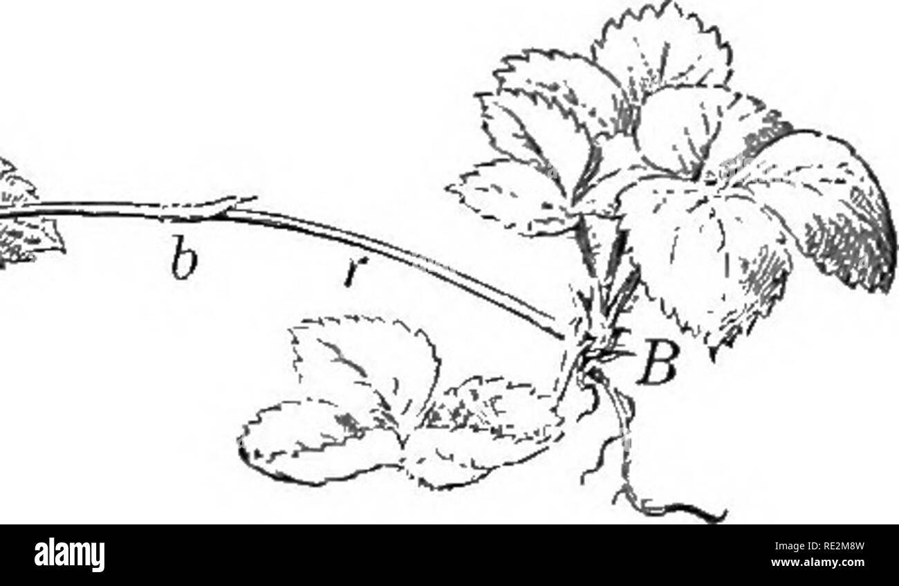 . Practical botany. Botany. Tig. 68. Propagation of the strawberry plant by runners A, the parent plant; B, the young plant; r, runner; 6, bract. Half natural size 77. Reproduction by offsets and similar branches. An offset is a lateral branch for vegetative reproduction, usually rather short, as seen in the cardinal flower and the houseleek. Some- times the offset ends in a leafy rosette; in any case the branch readily takes root and begins life as a new individual. A stolon is an ordinary branch which roots at or near the tip and so forms a new plant, as is often seen in the black raspberry. Stock Photo