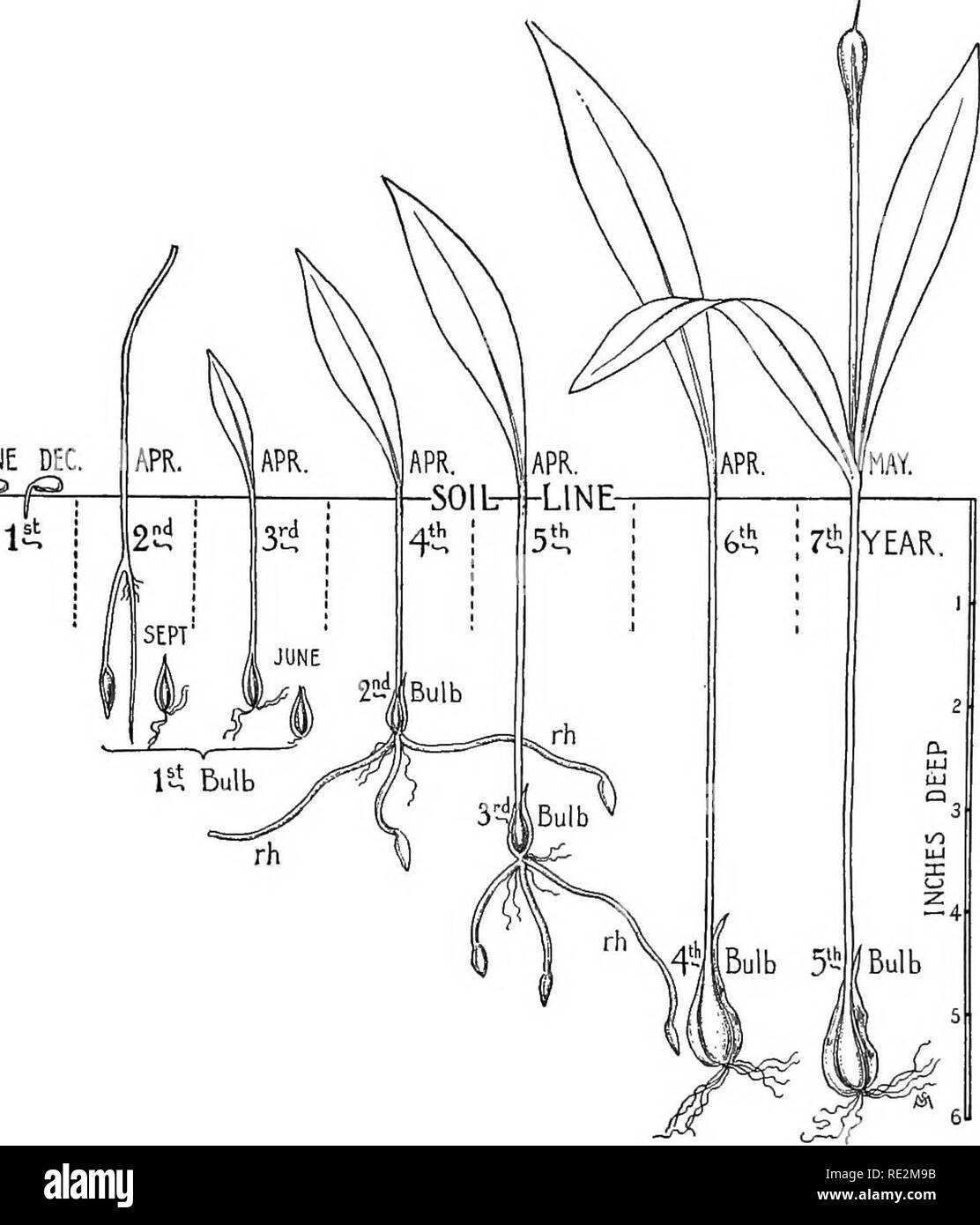 Diagram of photosynthesis Black and White Stock Photos & Images - Alamy