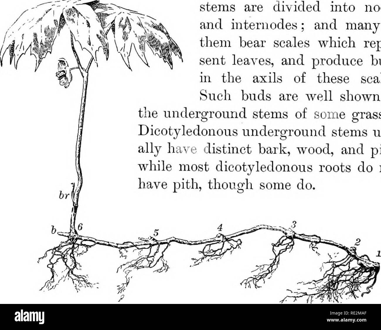  Practical Botany Botany CHAPTER V UNDERGROUND STEMS STORAGE IN 